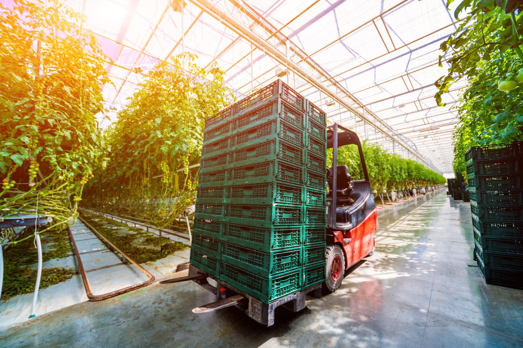 Gabelstapler transportiert grüne Kunststoffkisten in einem Gewächshaus mit Tomatenpflanzen