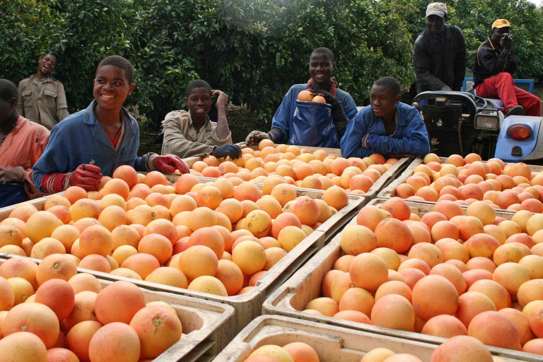 Mehrere Arbeiter sortieren Grapefruits in großen Kisten während der Ernte auf einer Plantage