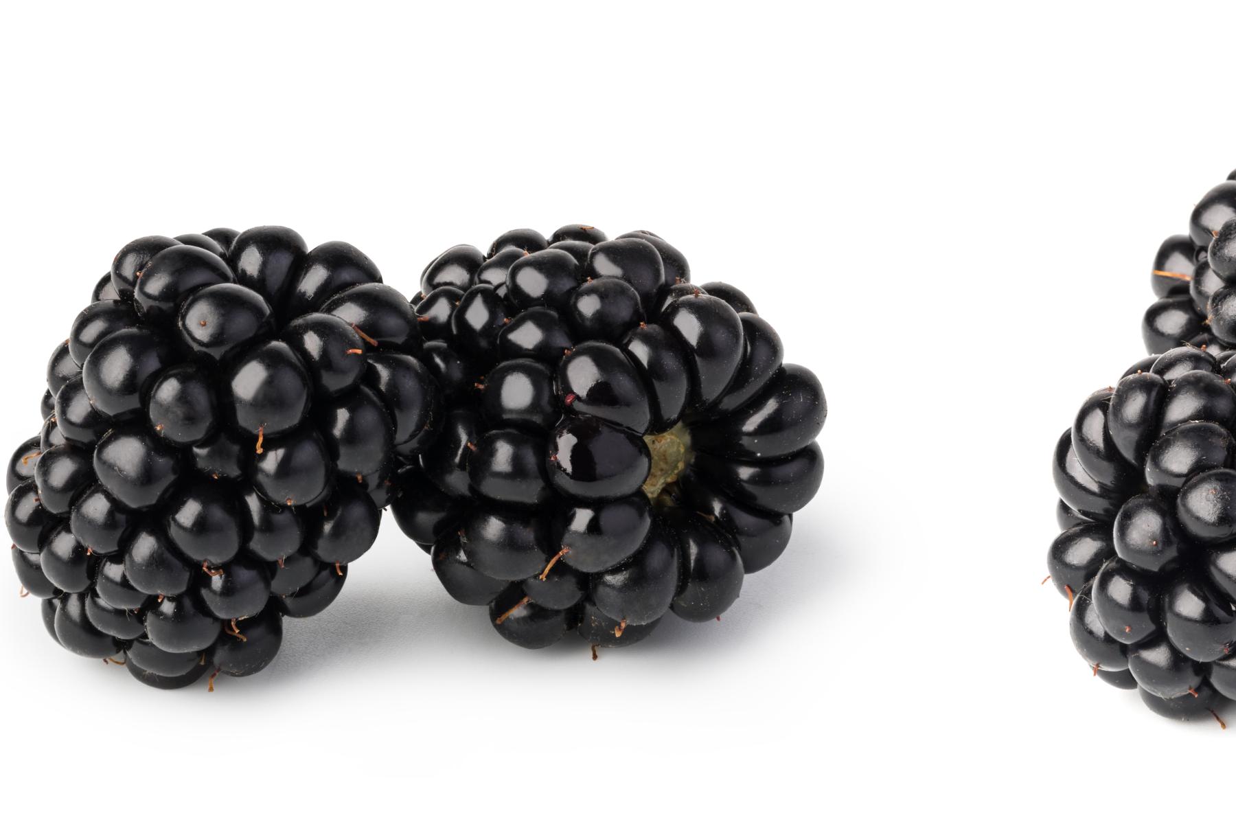 Insgesamt sechs reife Brombeeren auf weißem Hintergrund, eine liegt einzeln, daneben zwei bzw. dann drei zusammen