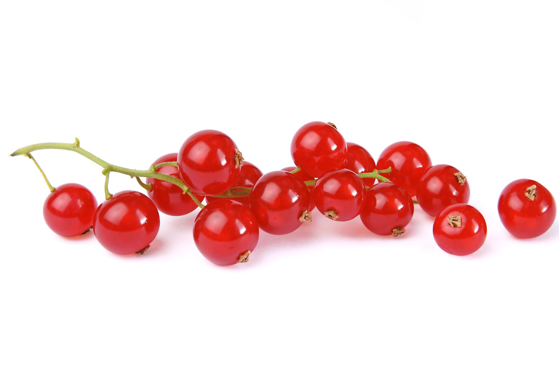 Rote Johannisbeeren an einem grünen Stiel auf weißem Hintergrund