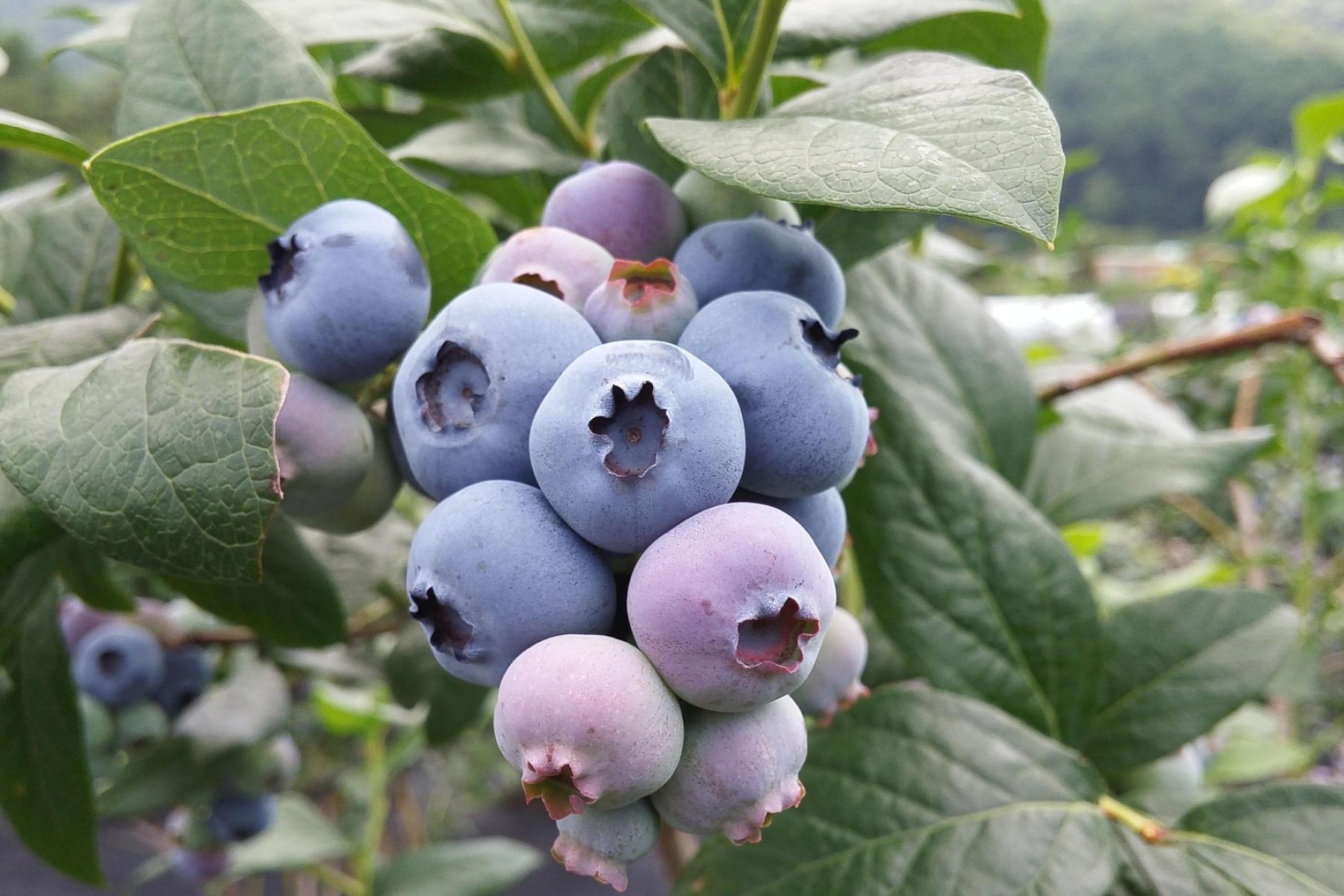 Heidelbeeren am Strauch
