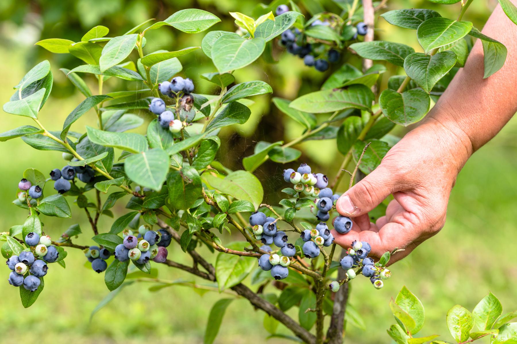 Hand erntet reife Heidelbeeren an einem Strauch mit grünen Blättern