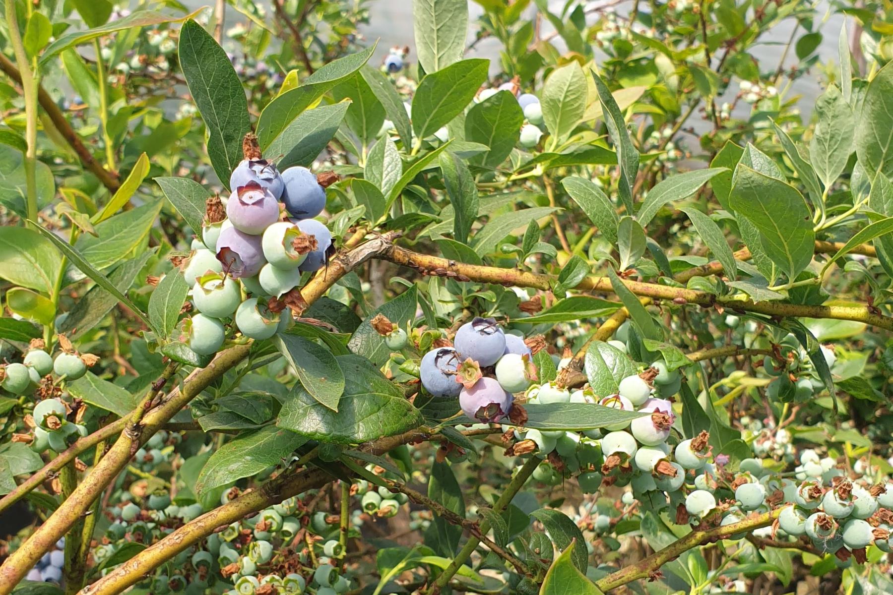 Heidelbeersträucher mit reifen und unreifen Heidelbeeren in verschiedenen Blautönen und grünen Blättern