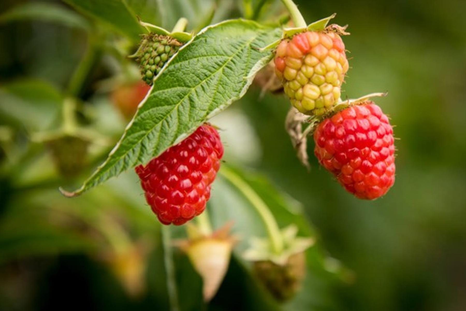 Reife und unreife Himbeeren an einem Zweig mit grünen Blättern