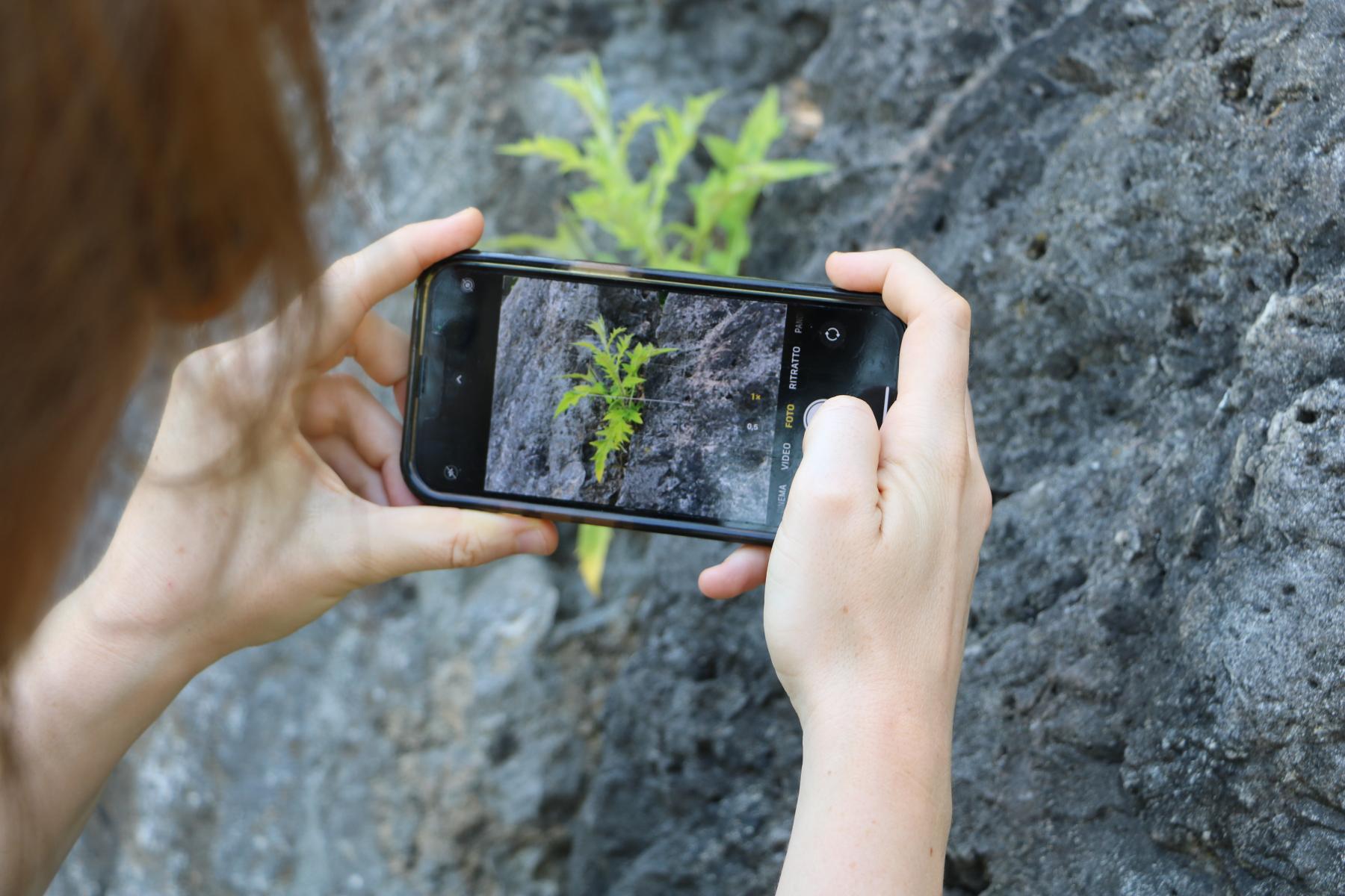 Person fotografiert mit dem Smartphone eine kleine Pflanze, die aus einer Felswand wächst
