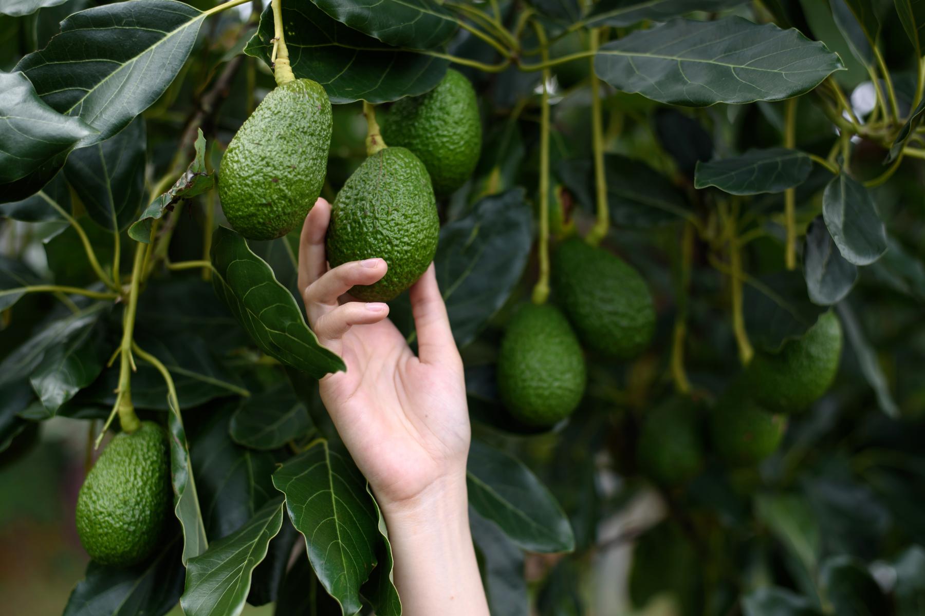 Hand greift nach Avocado