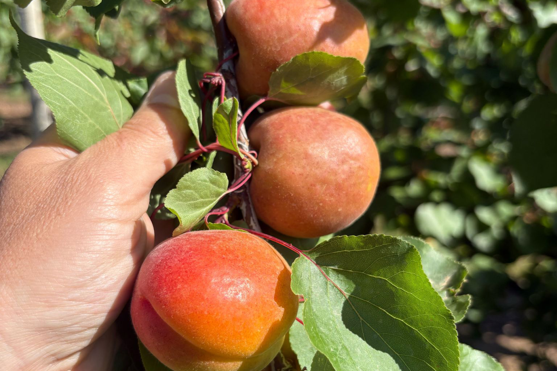 Hand hält einen Zweig mit drei reifen, orange-roten Aprikosen und grünen Blättern an einem Baum