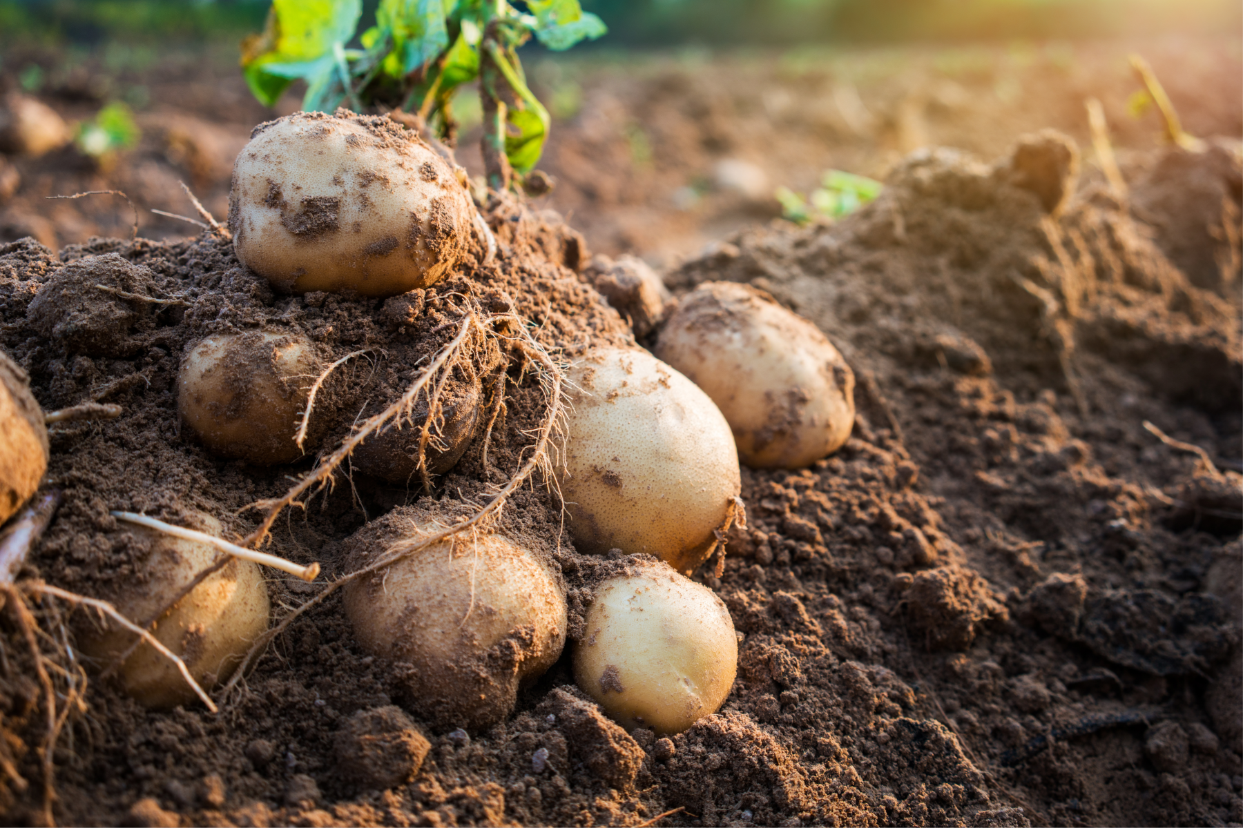 Mehrere frisch geerntete Kartoffeln mit Erde und Wurzeln liegen auf dem Boden, im Hintergrund grüne Blätter und Sonnenlicht