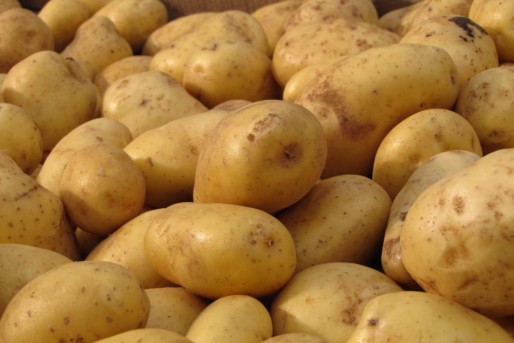 ein großer Berg Kartoffeln