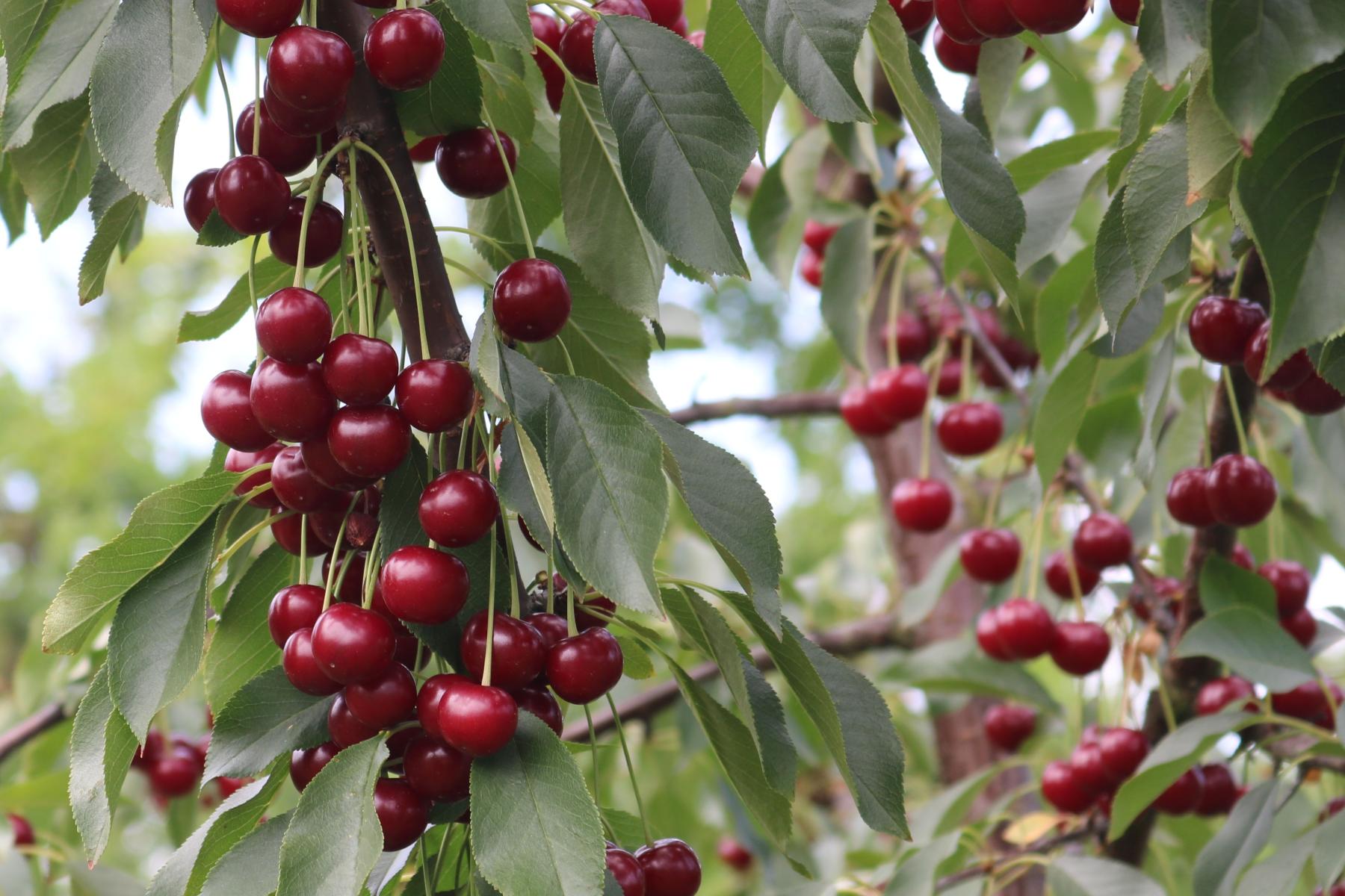 Kirschbaum mit reifen Kirschen, die an den Zweigen hängen.