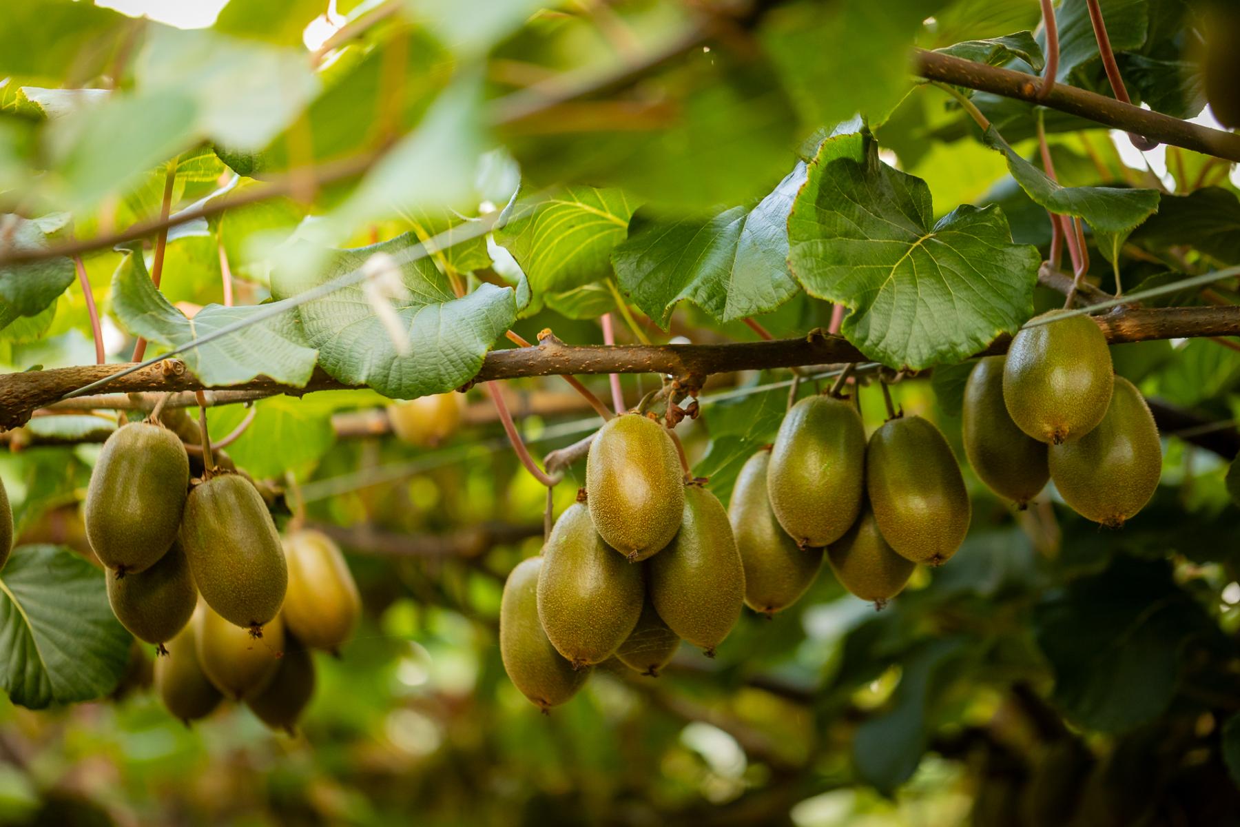 Mehrere Kiwis hängen an einem Zweig mit grünen Blättern