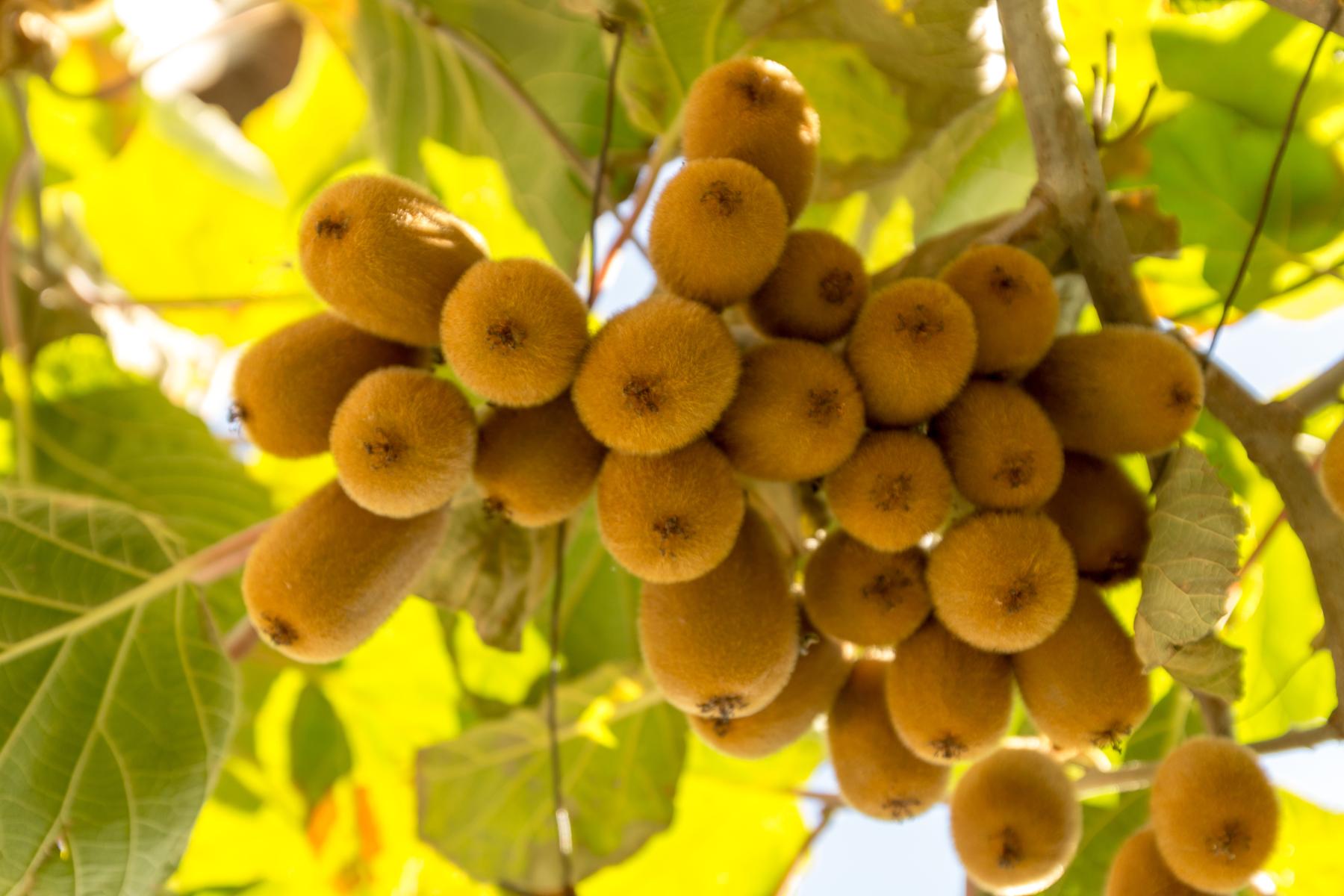 Reife Kiwis hängen in einer großen Gruppe an einem Ast mit grünen Blättern