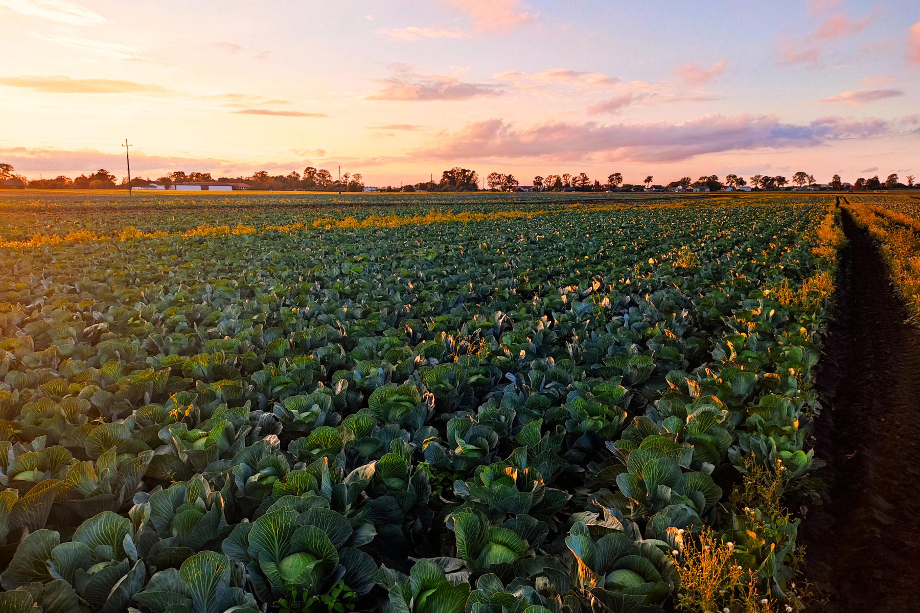 Großes Feld mit Kohlanbau bei Sonnenuntergang, Reihen von grünen Kohlpflanzen unter leicht bewölktem Himmel