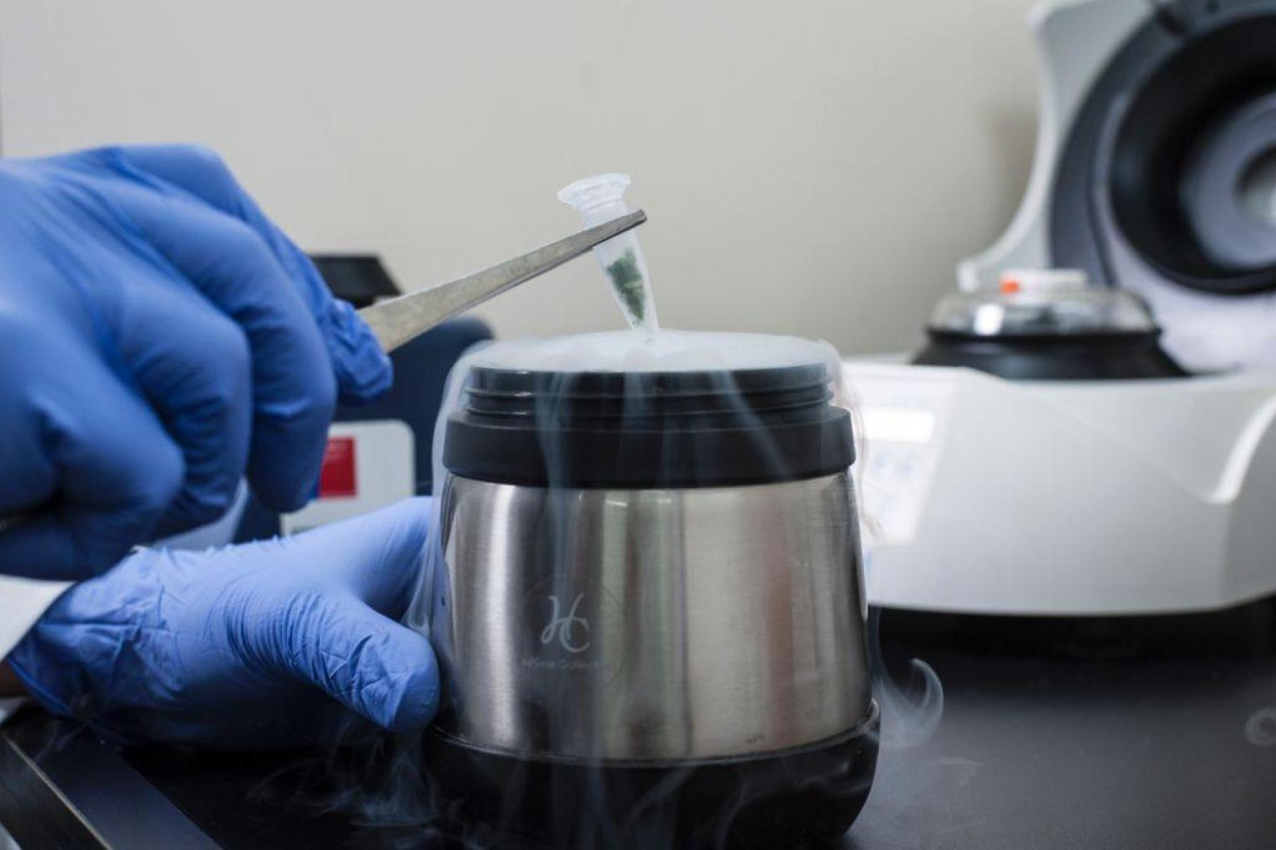 DNA-Extraktion und -Sequenzierung im Labor