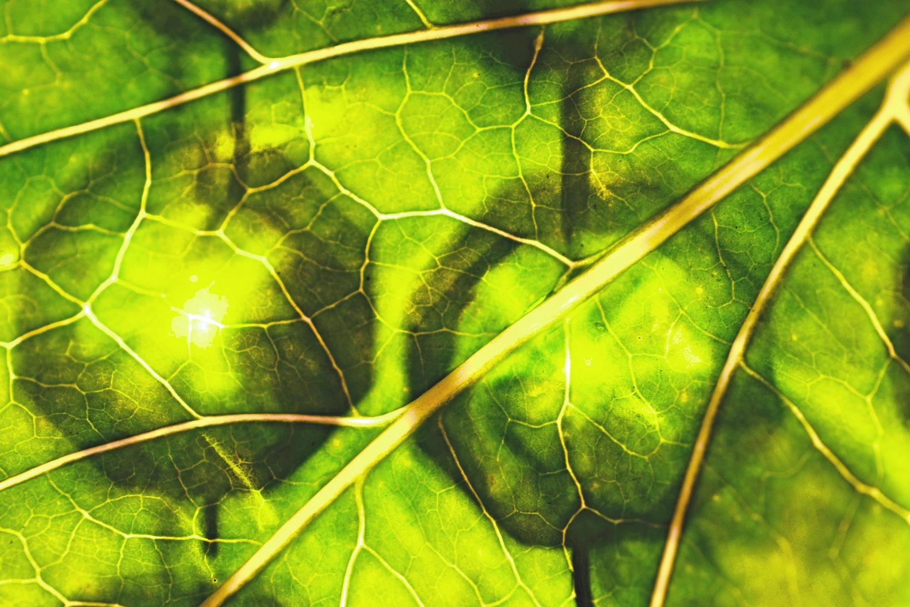Blatt mit Früchten im Schatten