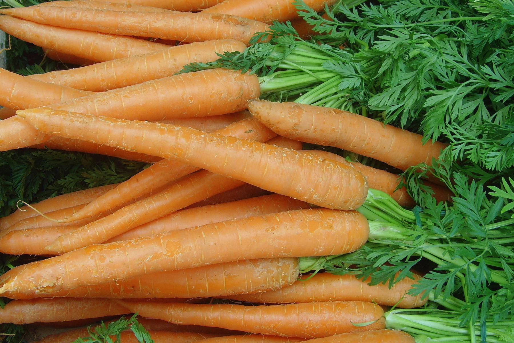 Mehrere orangefarbene Karotten mit grünen Blättern, eng neben- und übereinander