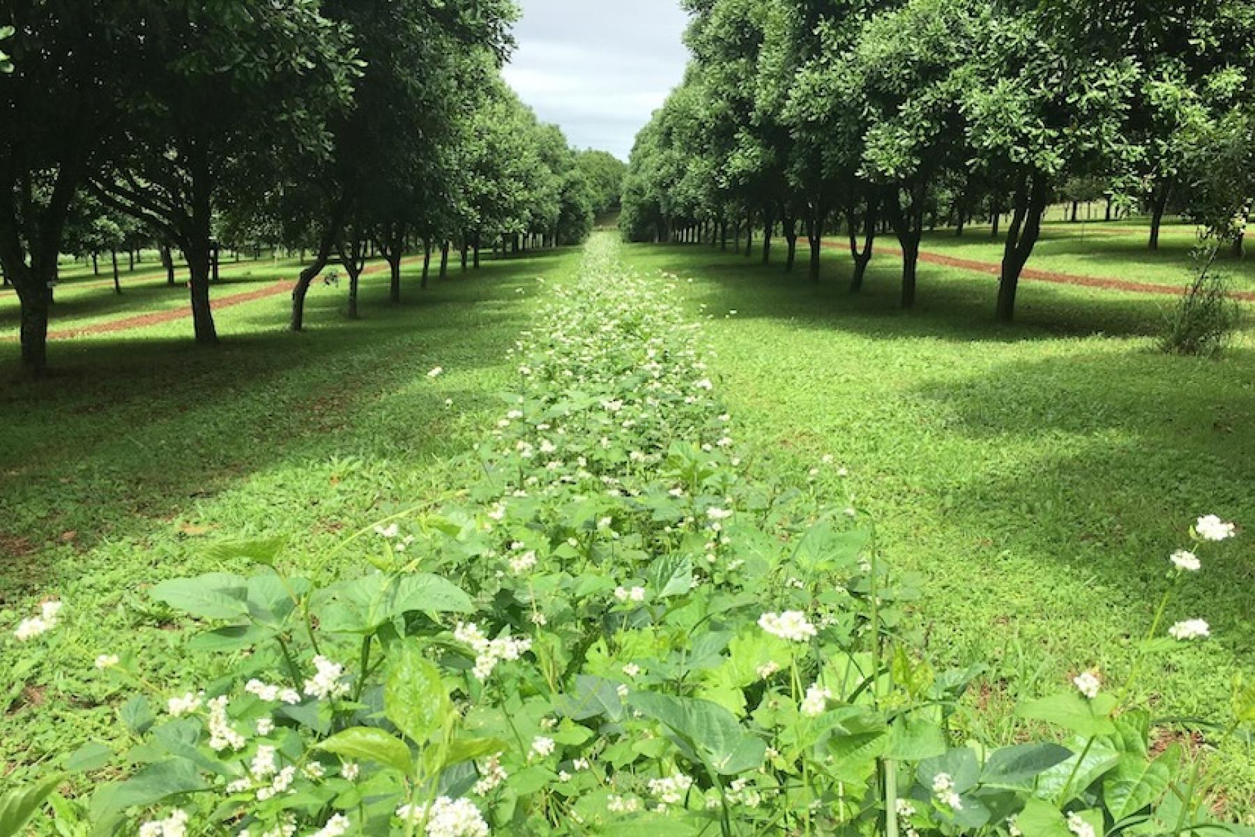 Macadamia-Plantage mit Reihen von Bäumen und blühenden Pflanzen dazwischen unter bewölktem Himmel