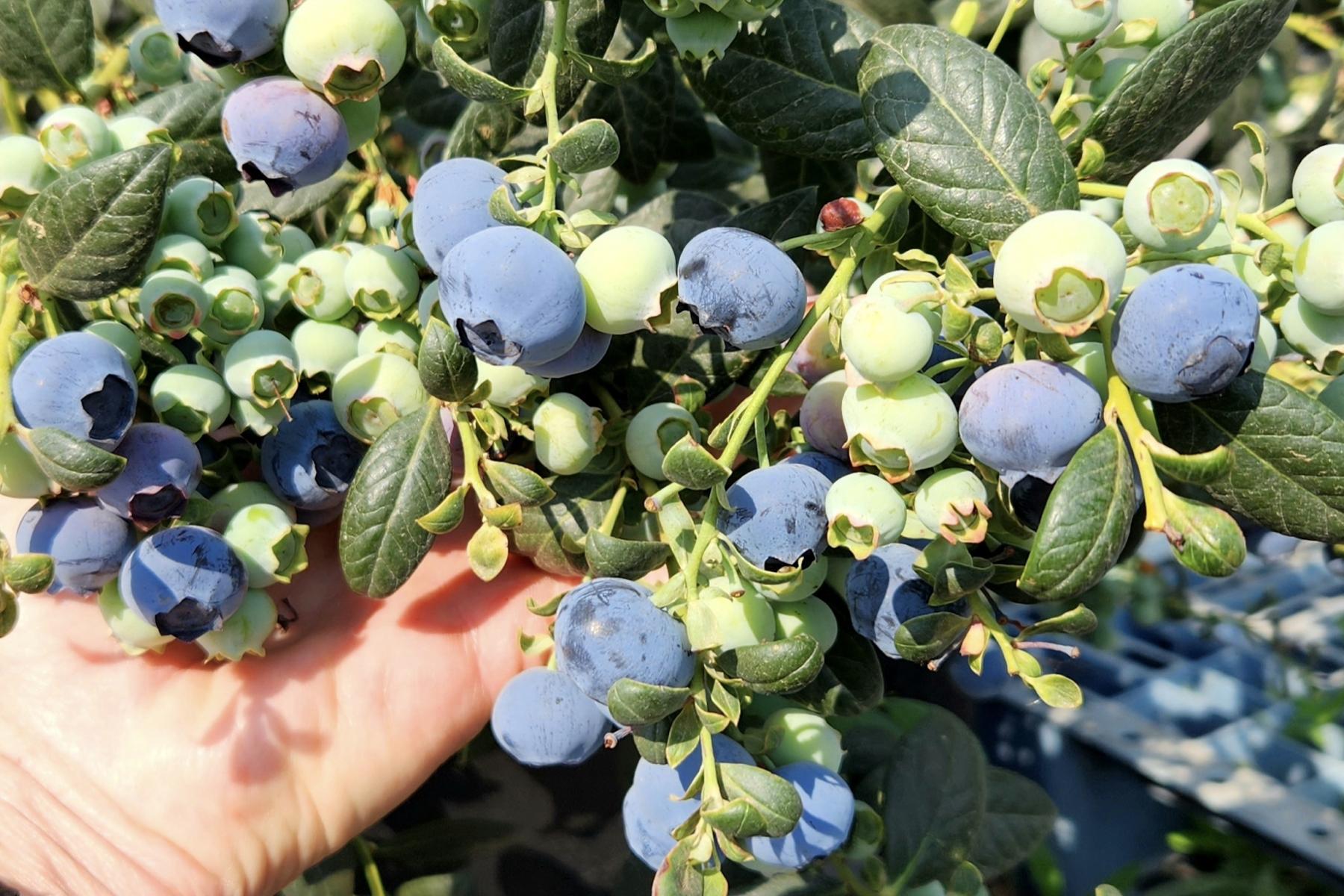 Hand hält Zweig mit reifen und unreifen Heidelbeeren und grünen Blättern