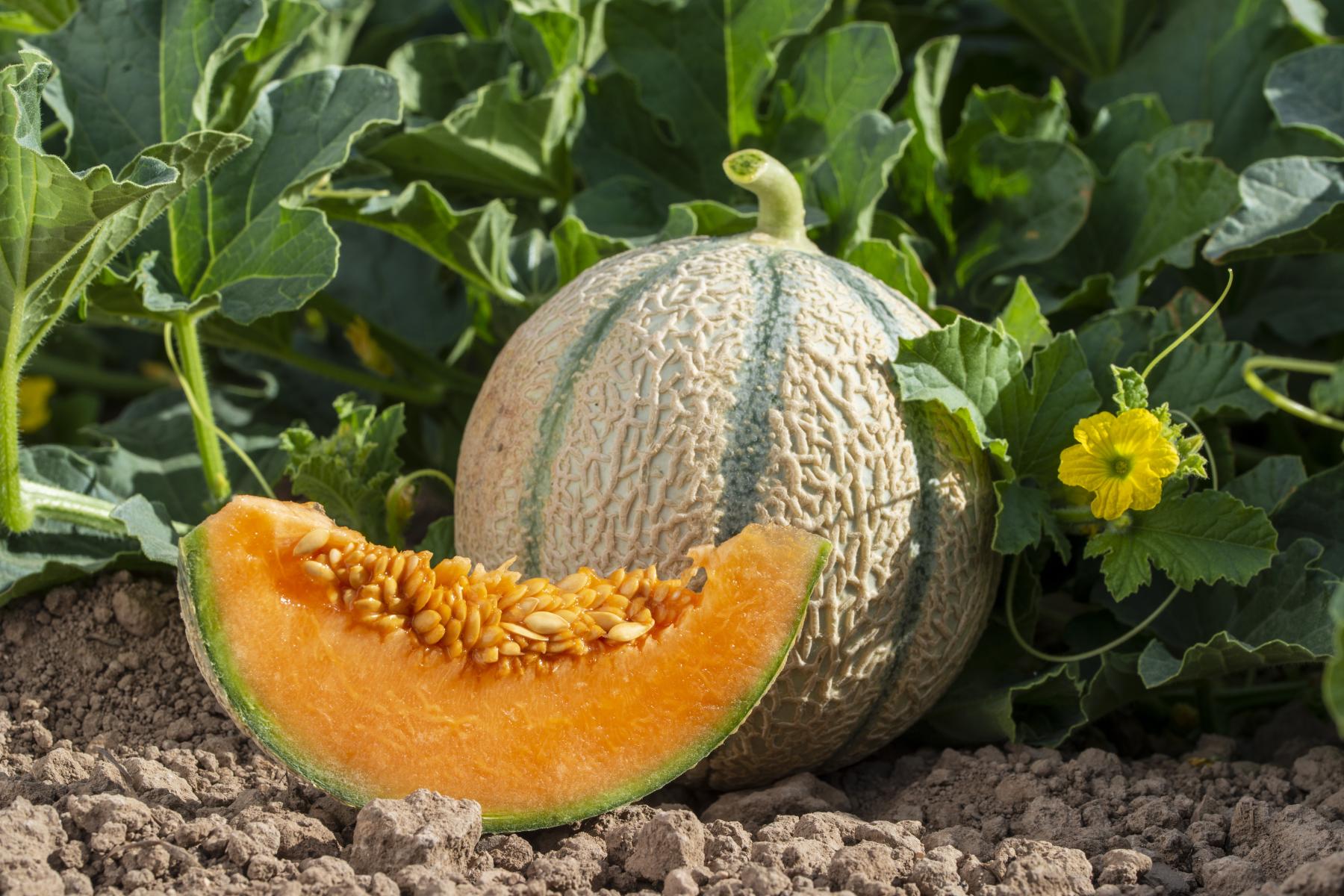 Ein Stück Cantaloupe-Melone mit orangefarbenem Fruchtfleisch und Samen vor einer ganzen Melone und grünen Blättern mit gelber Blüte auf Erde