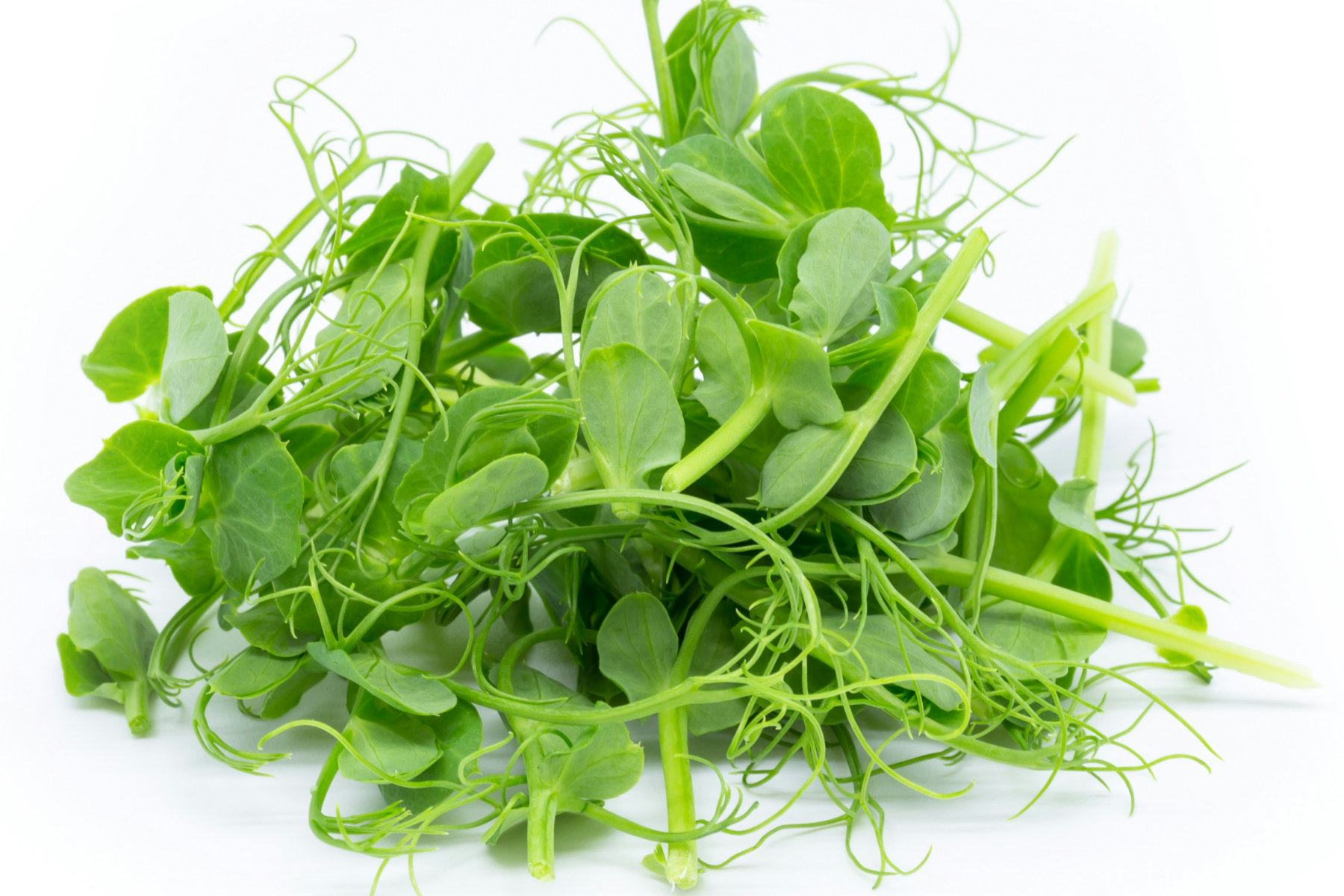 Microgreens auf weißem Hintergrund