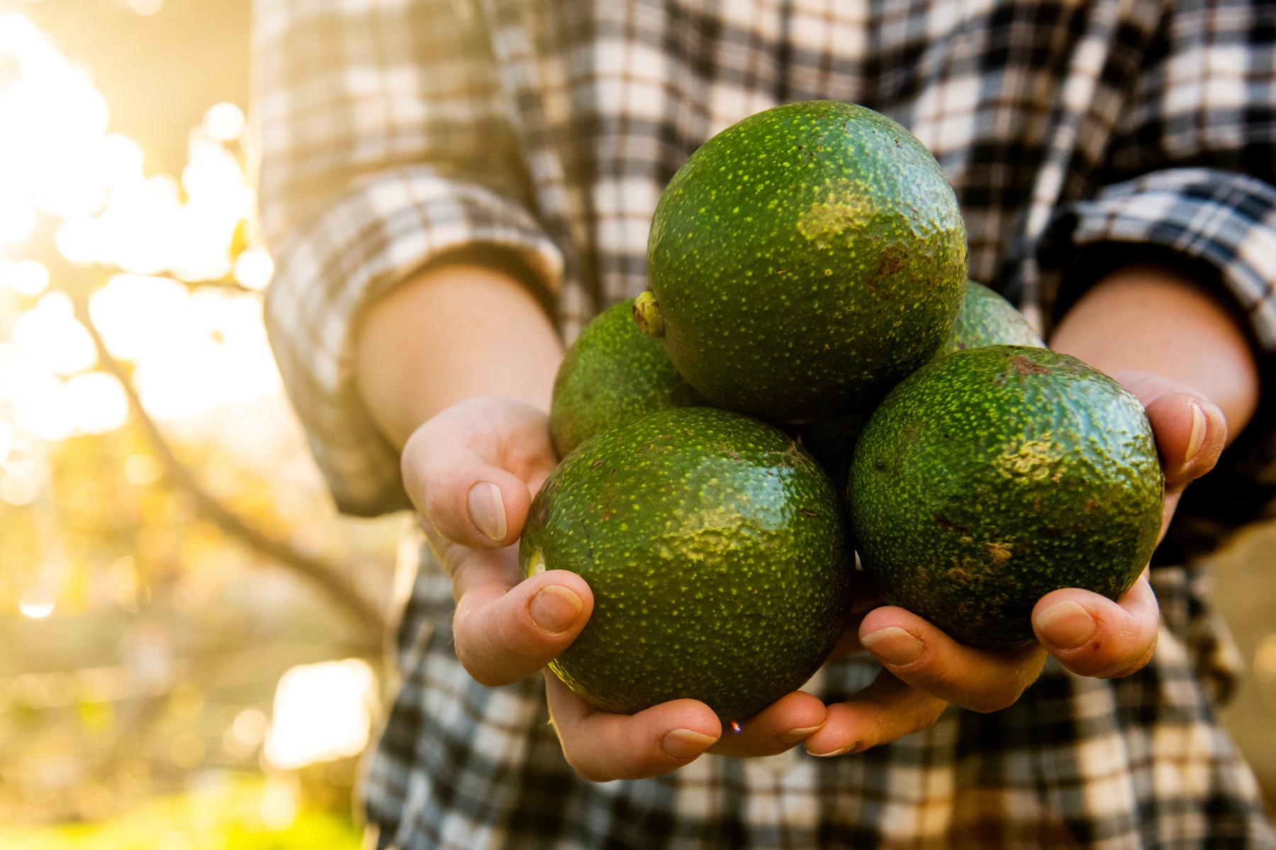 Hände halten Avocados