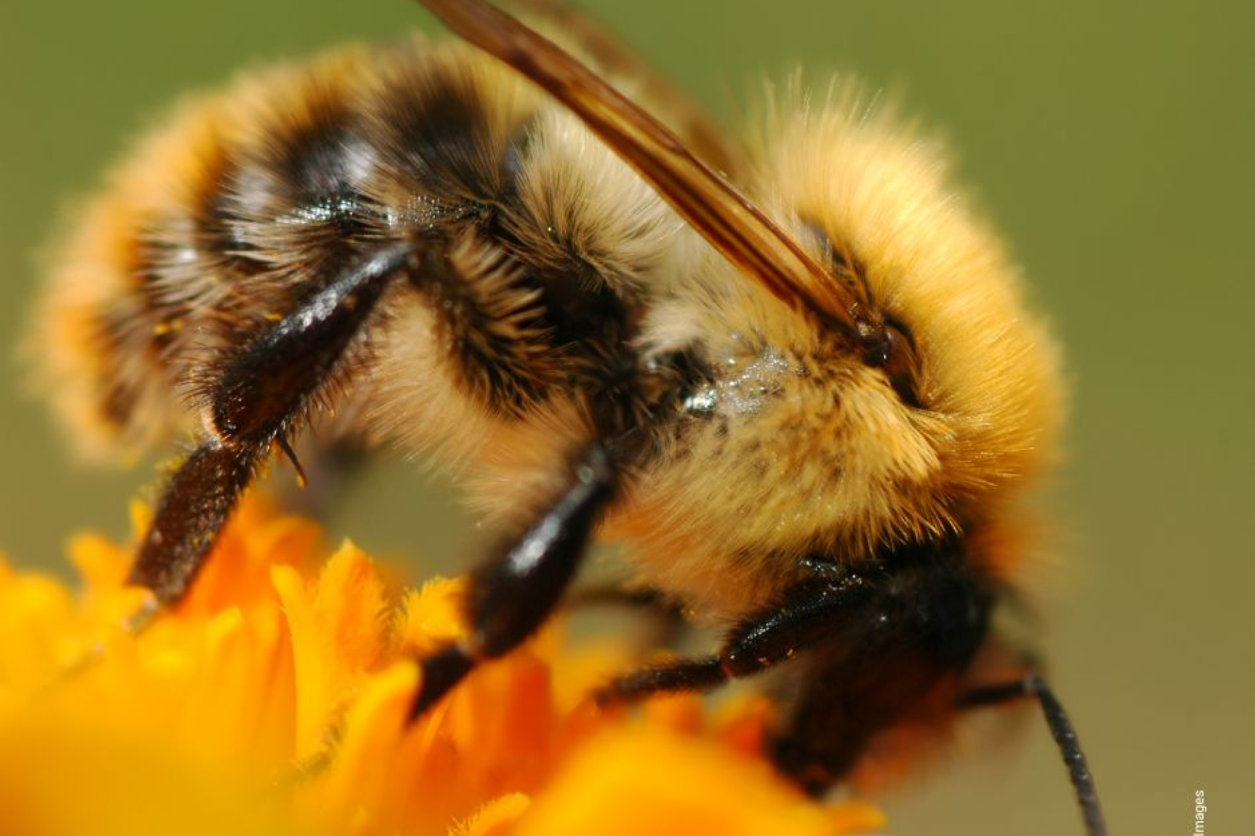 Nahaufnahme einer Wildbiene mit gelb-schwarzem gestreiftem Körper auf einer orangefarbenen Blüte