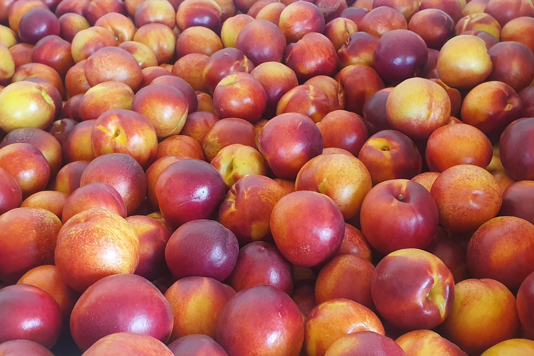 viele Nektarinen