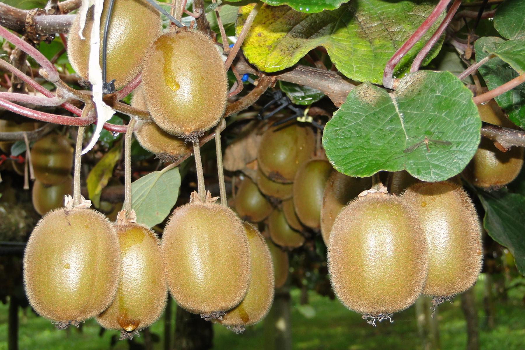 Reife Kiwifrüchte hängen an Zweigen mit grünen Blättern