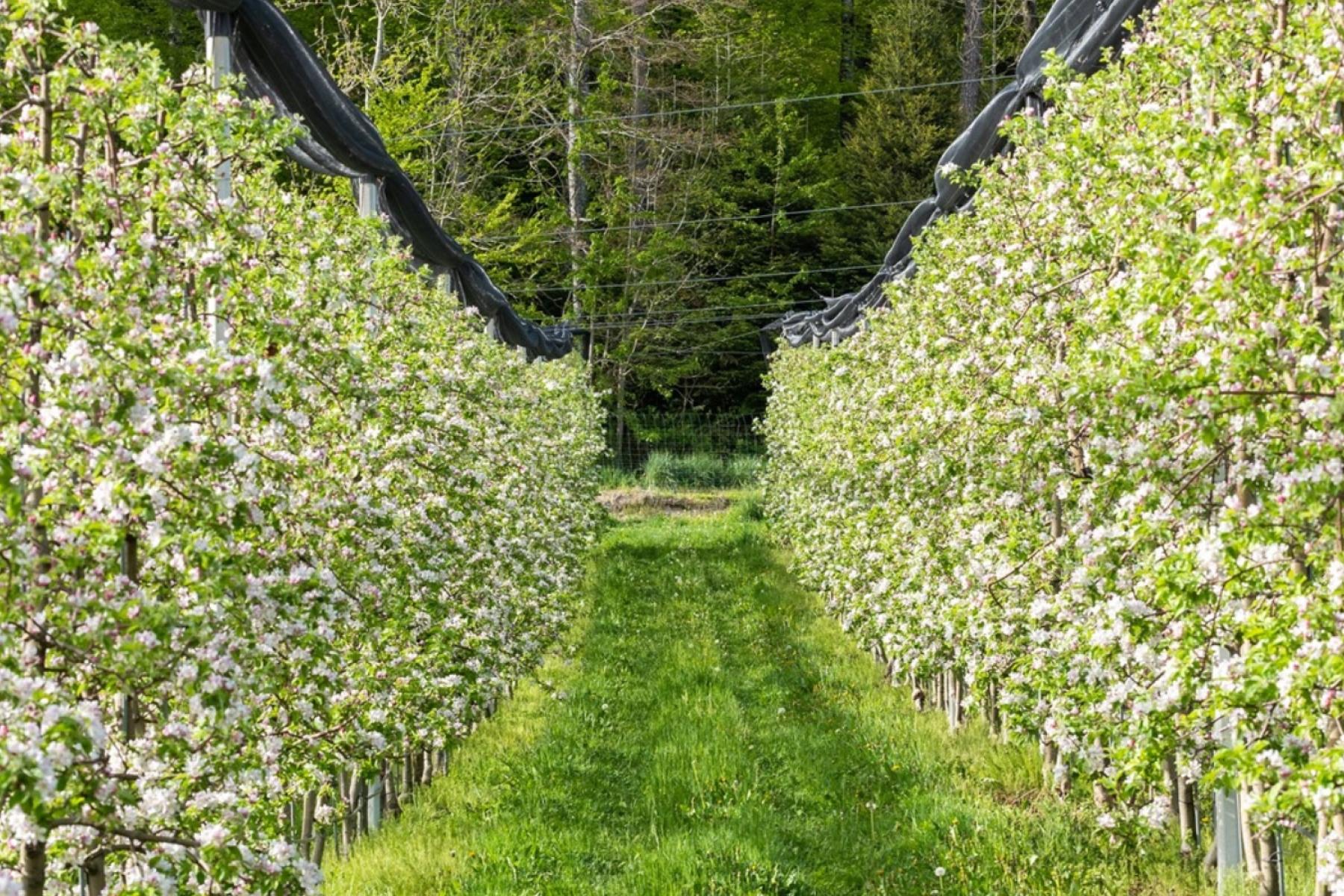 Zwei Reihen blühender Apfelbäume mit weißen und rosa Blüten in einem Obstgarten