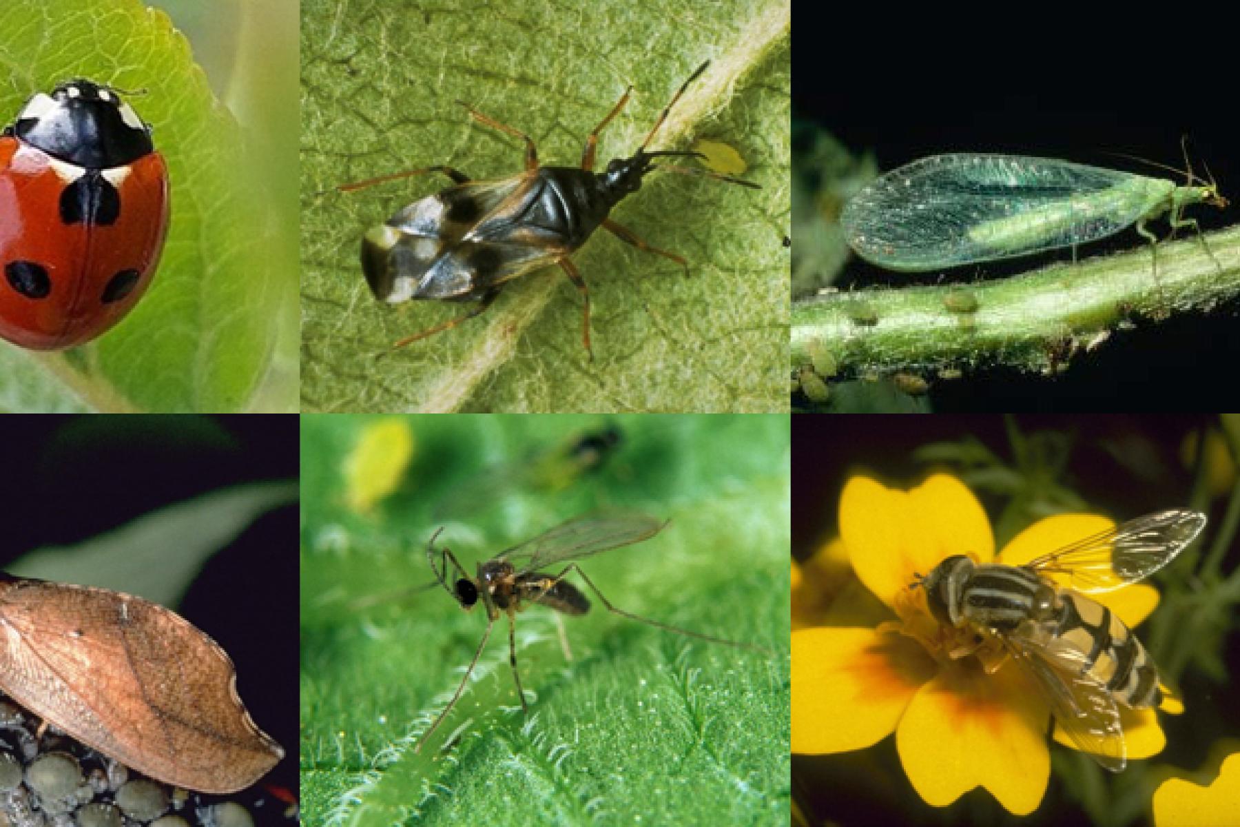 Sechs verschiedene Nützlinge: Marienkäfer, Wanzenart, grüne Florfliege, braune Wanze, Schlupfwespe und Schwebfliege auf Blättern und Blume