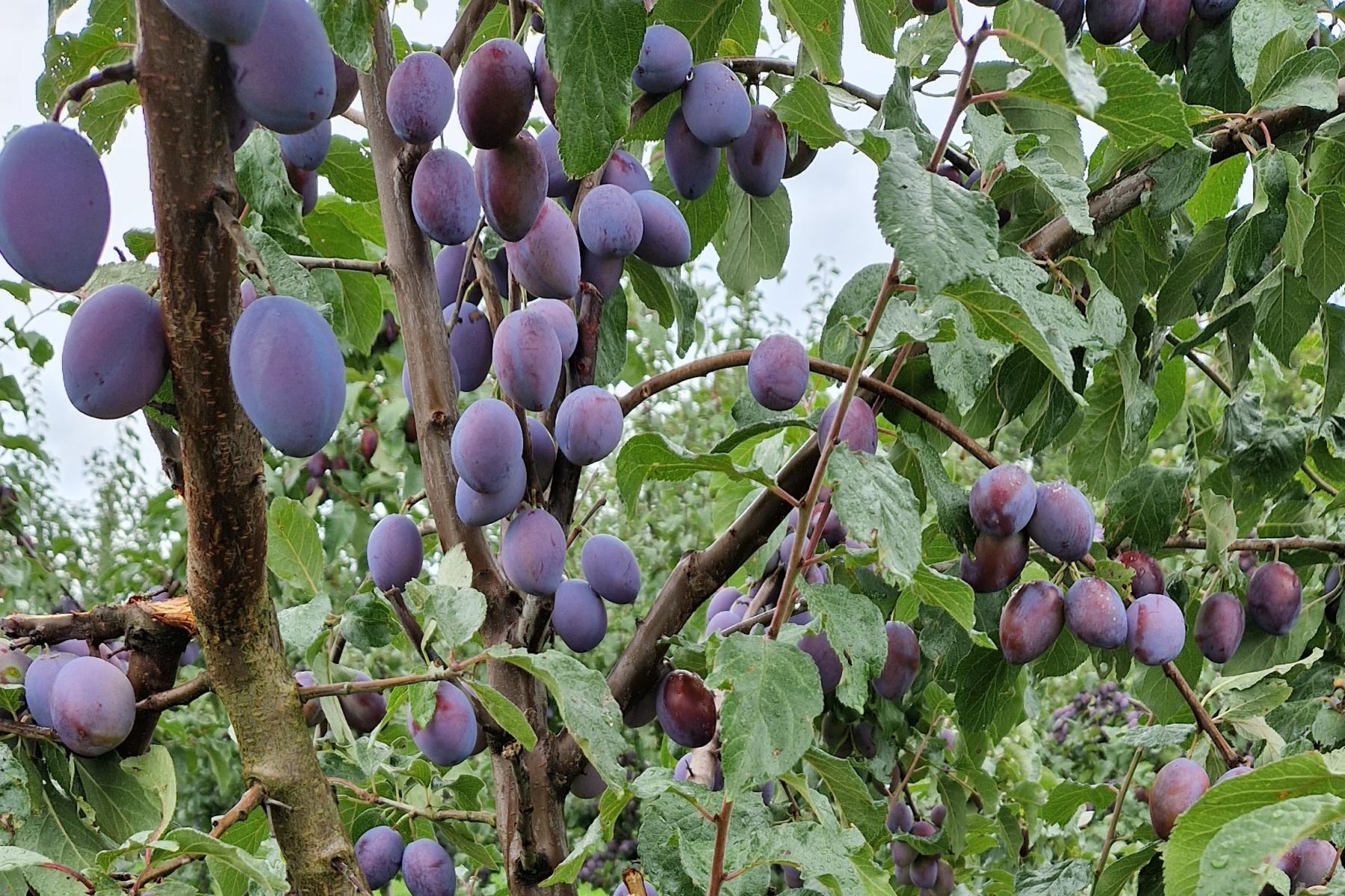 Pflaumen am Baum