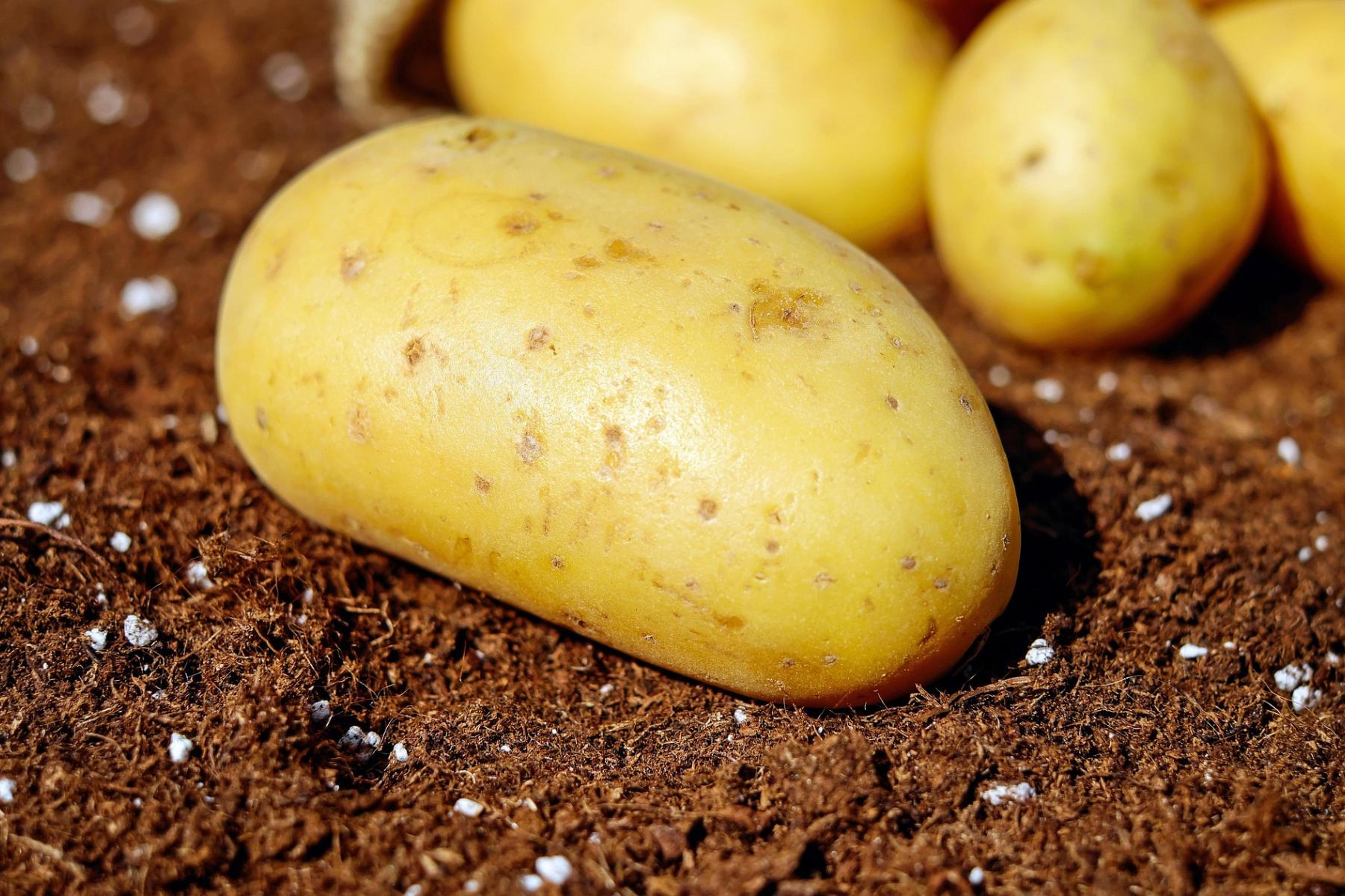 Kartoffeln auf dem Feld