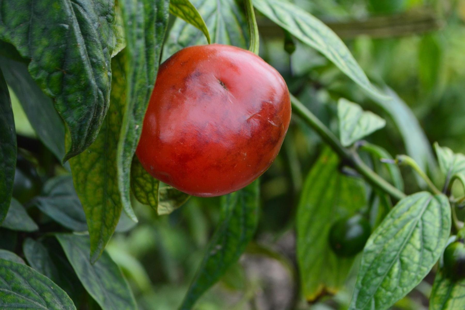Baumchili