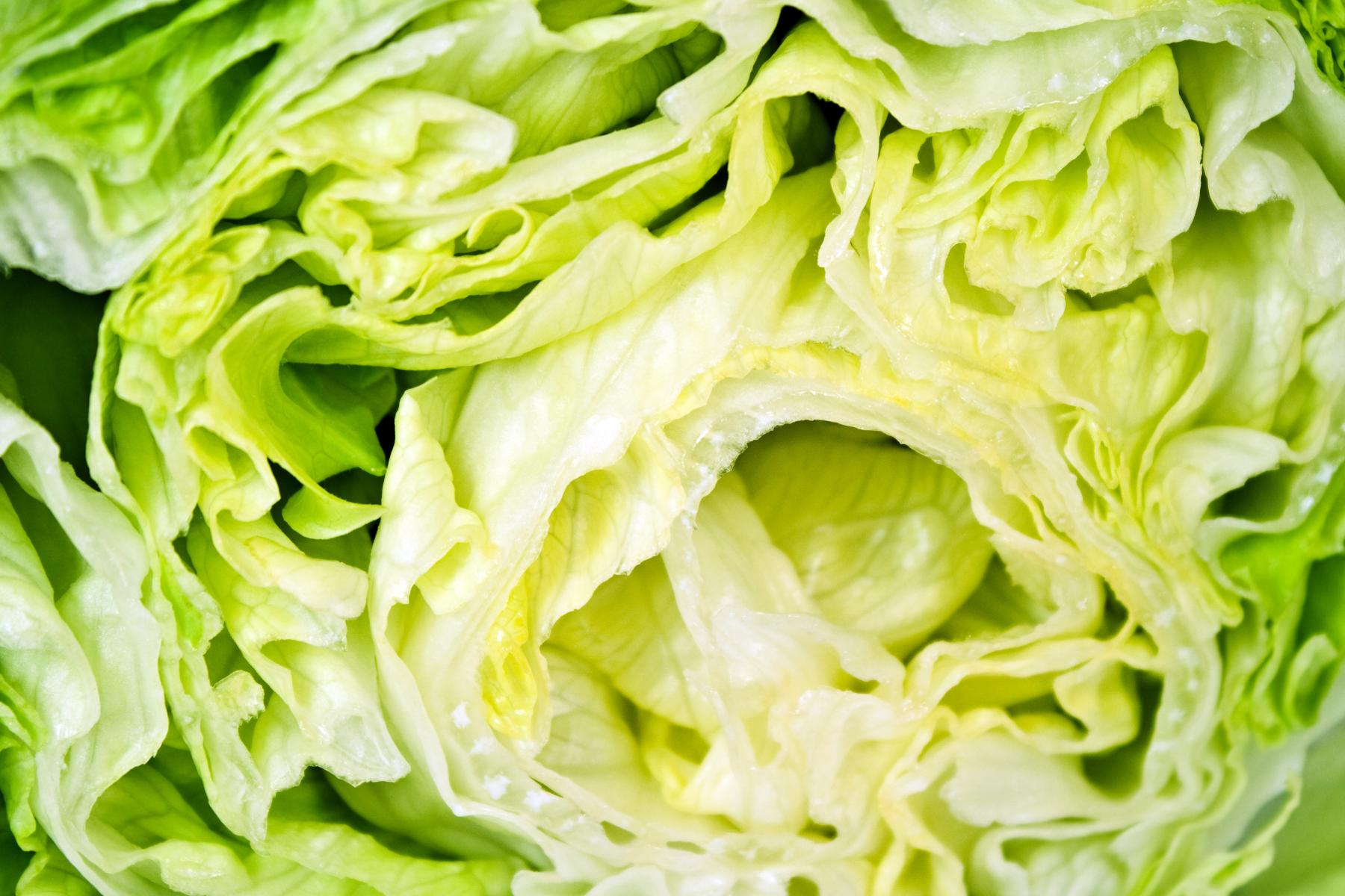 Nahaufnahme eines grünen Kopfsalats mit sichtbaren, gewellten Blättern und einem hellen Inneren