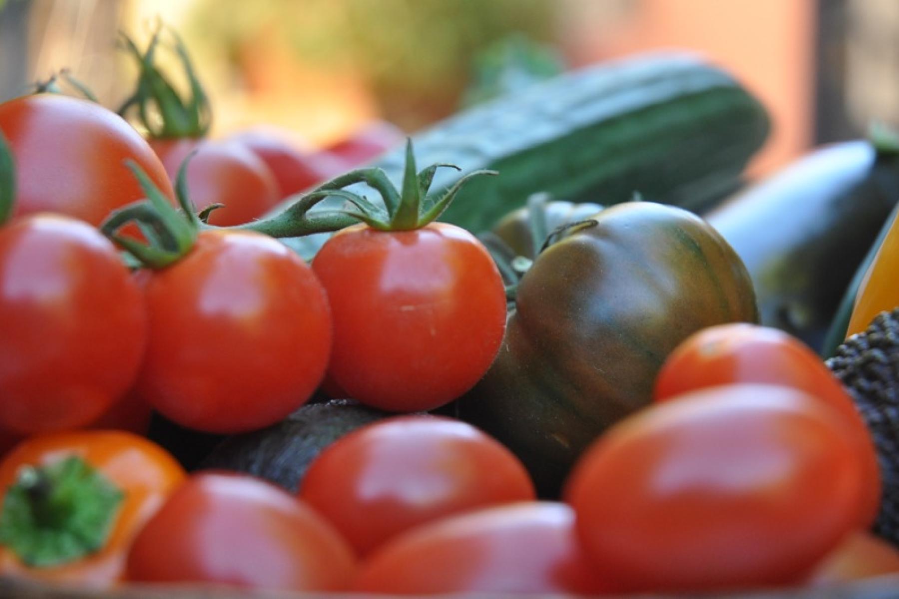 Verschiedene Tomaten und eine Gurke, darunter rote runde Tomaten und eine grün-braune Tomate
