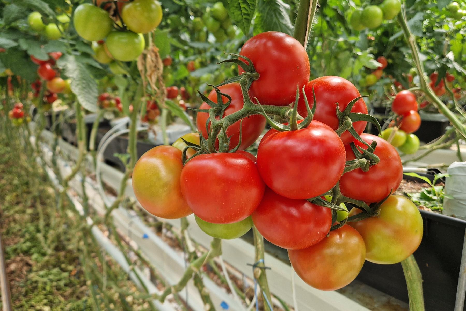 Tomaten im Gewächshaus
