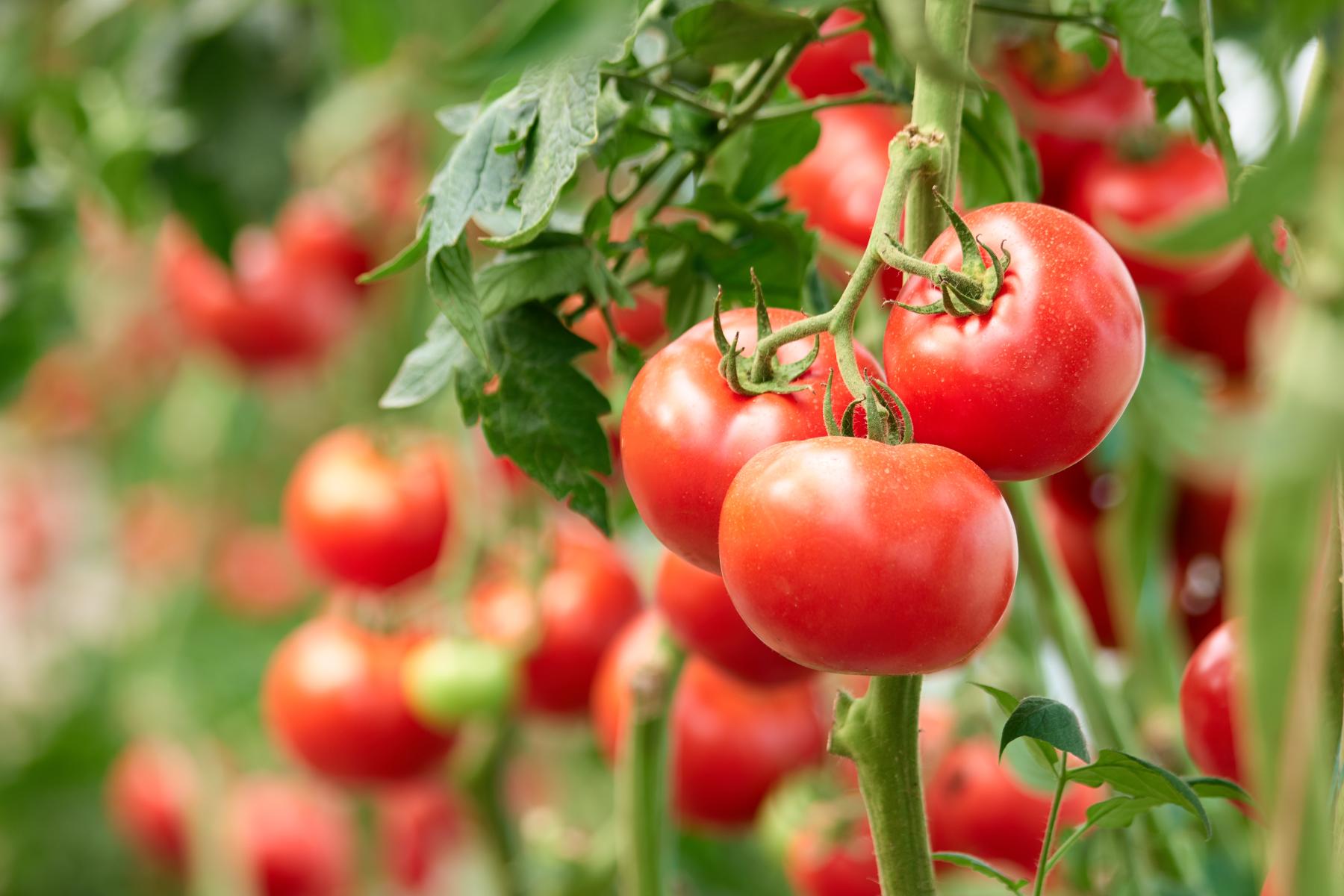 Reife, rote Tomaten hängen an grünen Pflanzen in einem Gewächshaus
