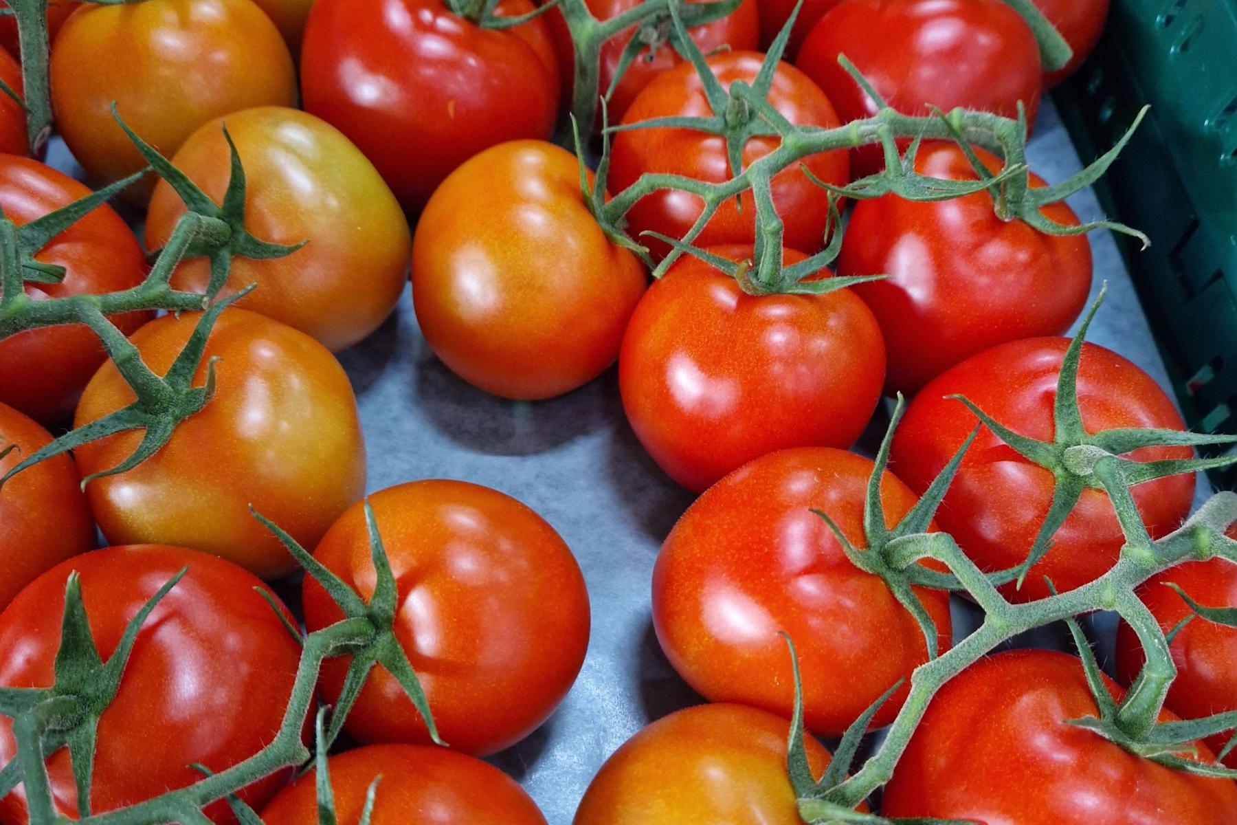 Rote Tomaten an grünen Stielen in einer Kiste