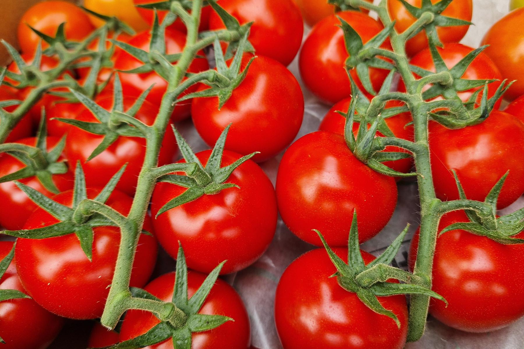 Rote Kirschtomaten an grünen Stielen, dicht nebeneinander liegend