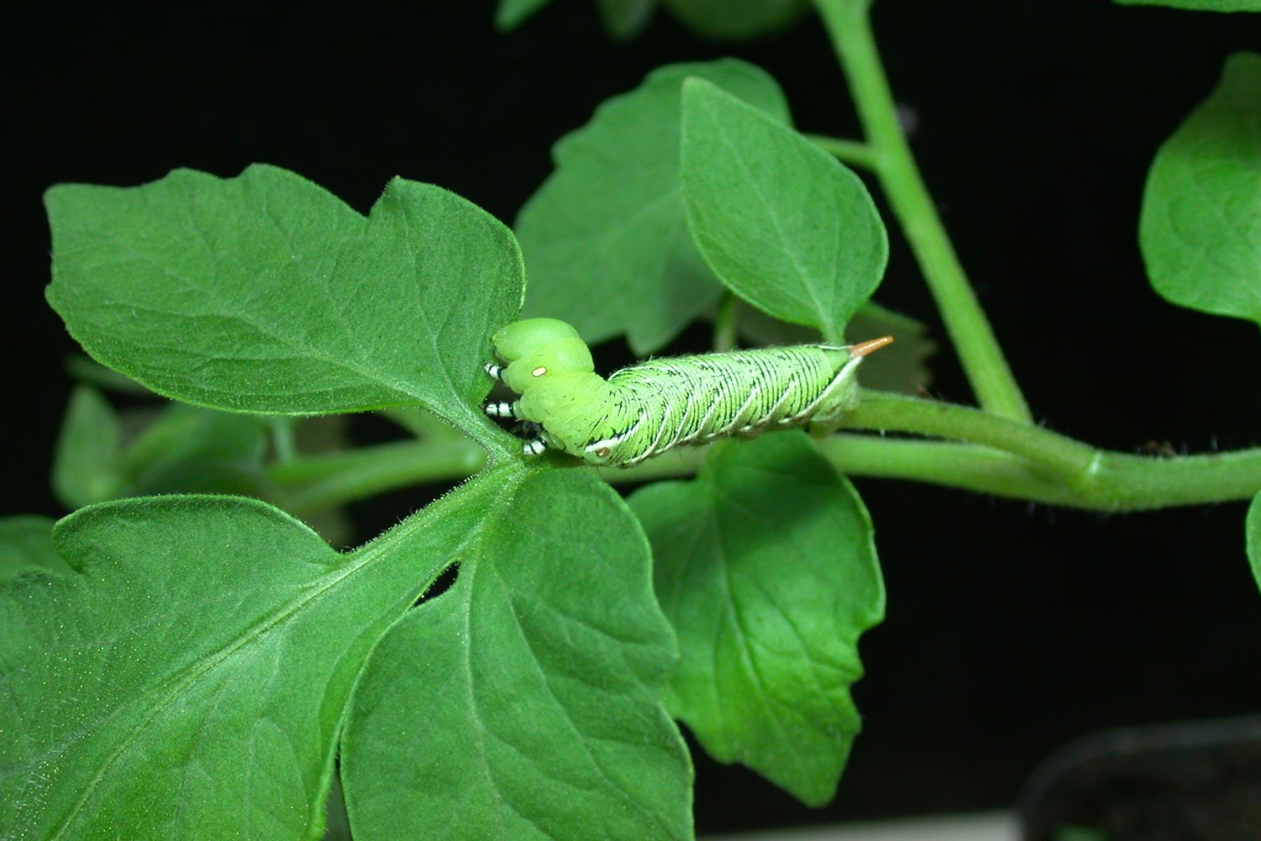Grüne Raupe auf einem Blatt einer Tomatenpflanze