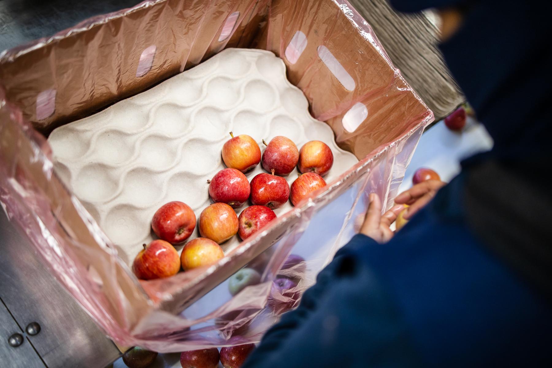 Mehrere rote Äpfel in einer gepolsterten Verpackung aus Pappe, eine Person legt weitere Äpfel hinein