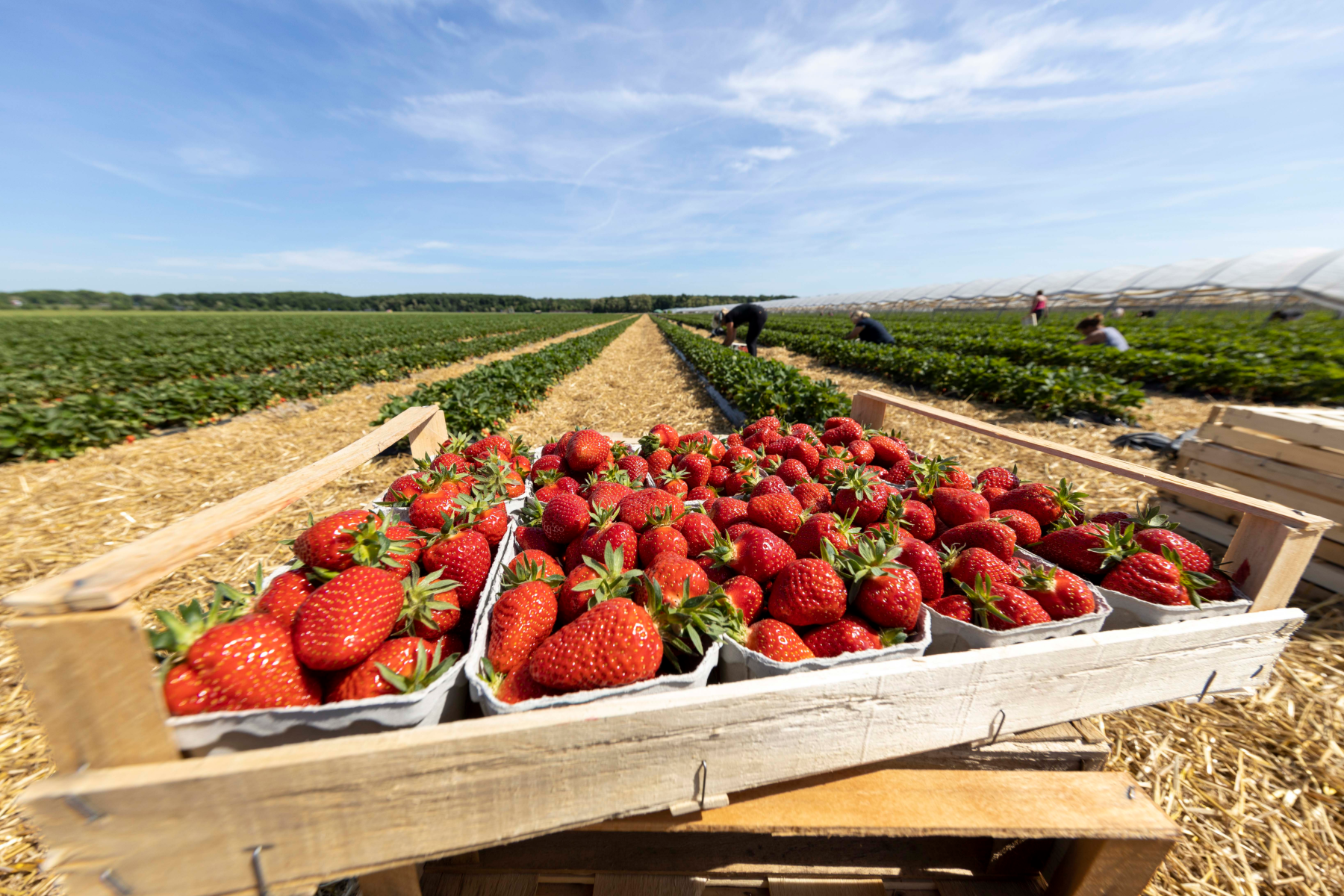 Frische rote Erdbeeren in Holzkisten auf einem Erdbeerfeld mit Arbeitern im Hintergrund unter blauem Himmel
