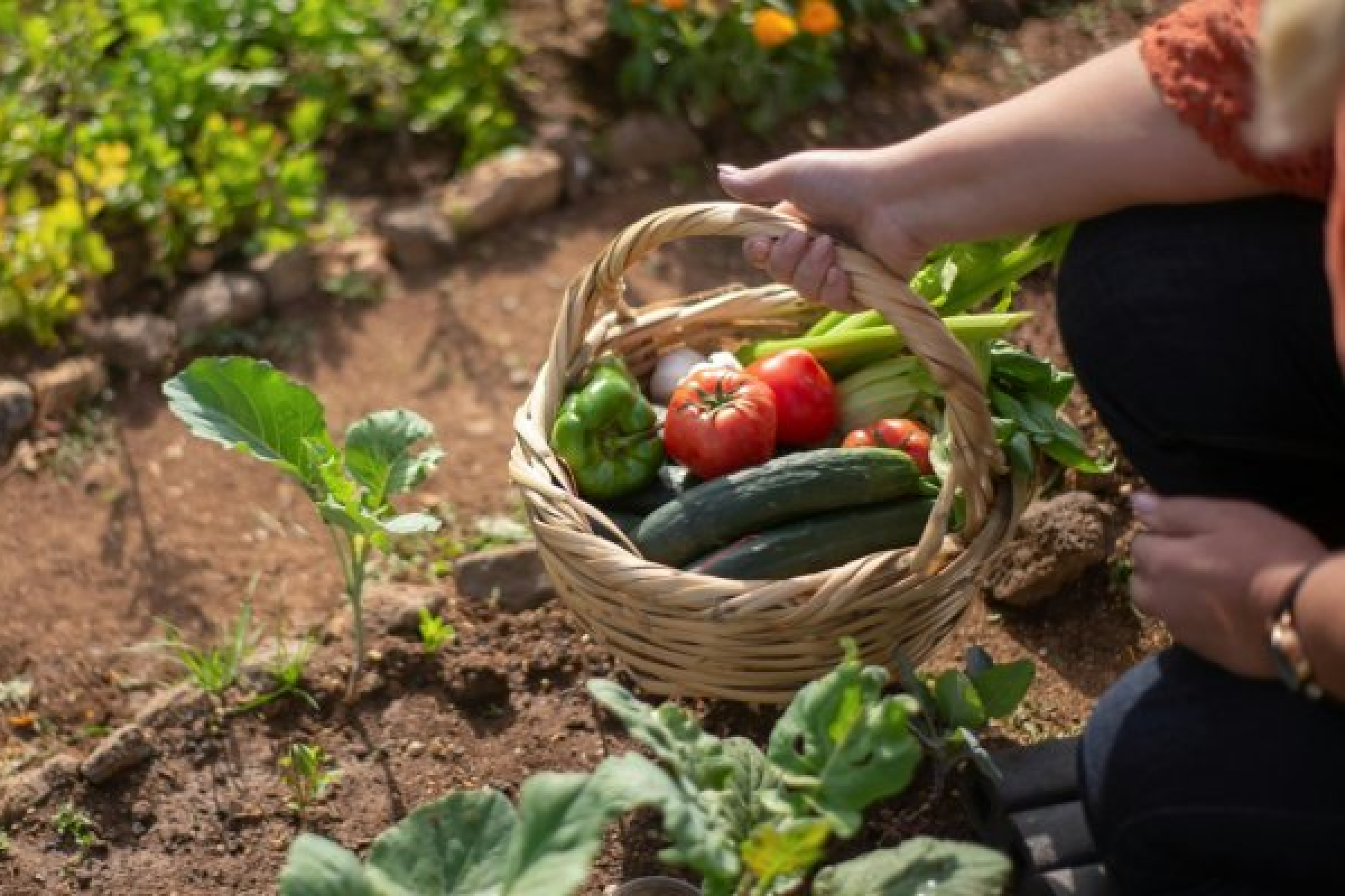 Hand hält einen Korb mit frischem Gemüse, darunter Tomaten, Gurken, Paprika und Sellerie, in einem Gartenbeet
