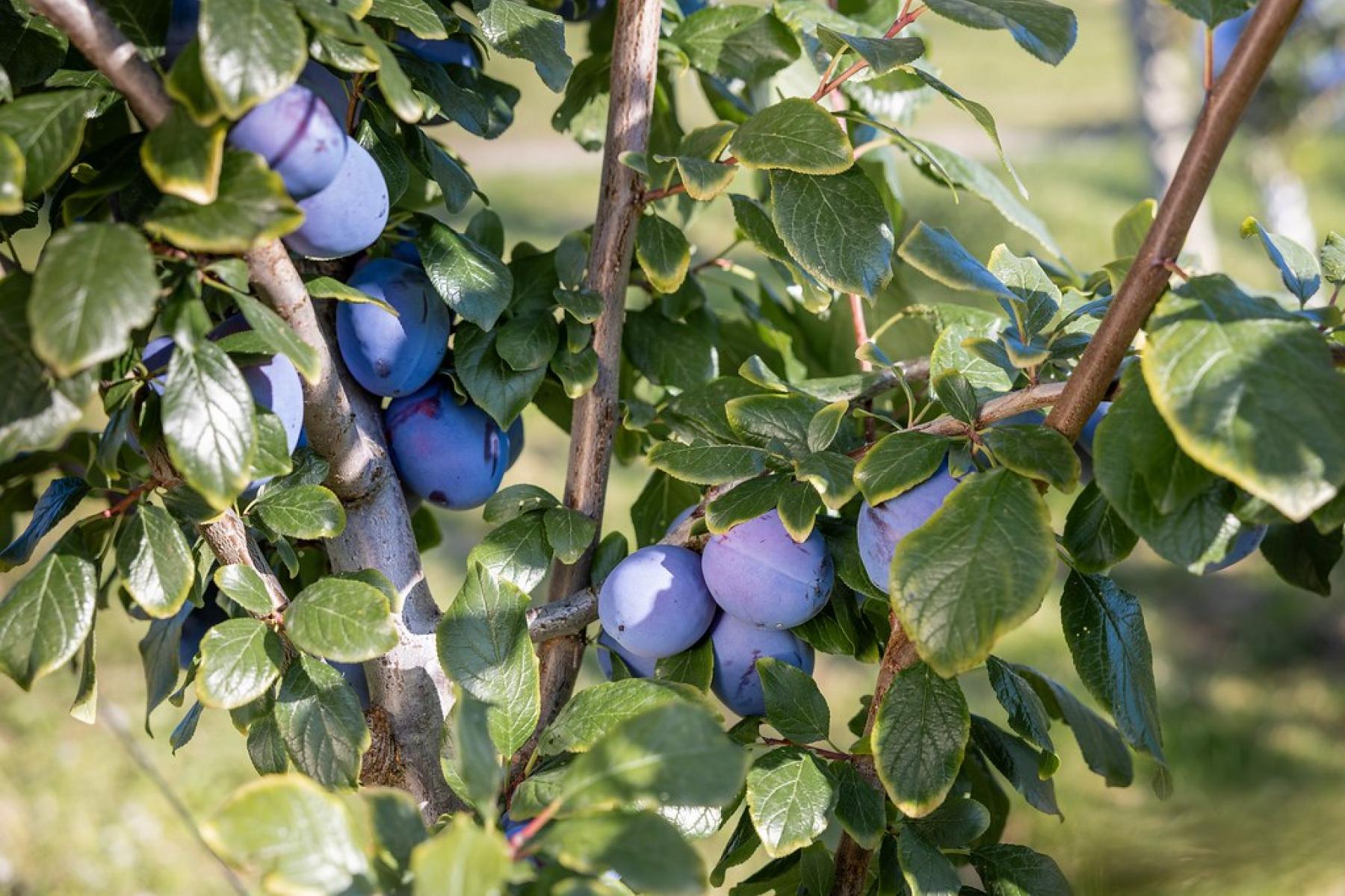 Zwetschgen am Baum