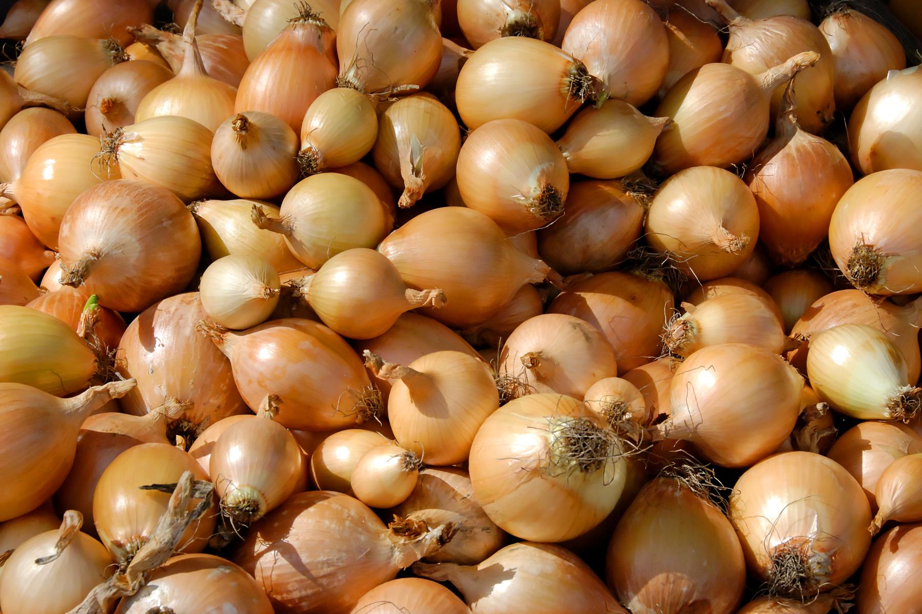 Nahaufnahme vieler gelber Zwiebeln