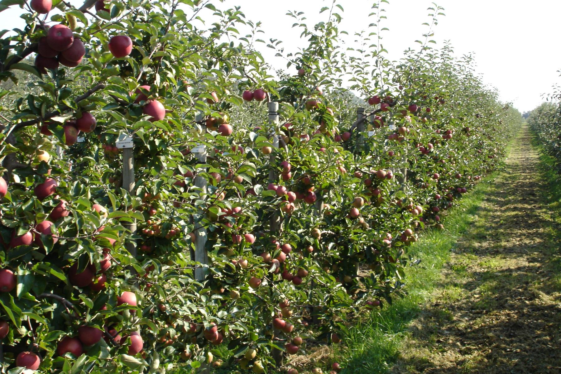 Äpfel wachsen in einer Plantage