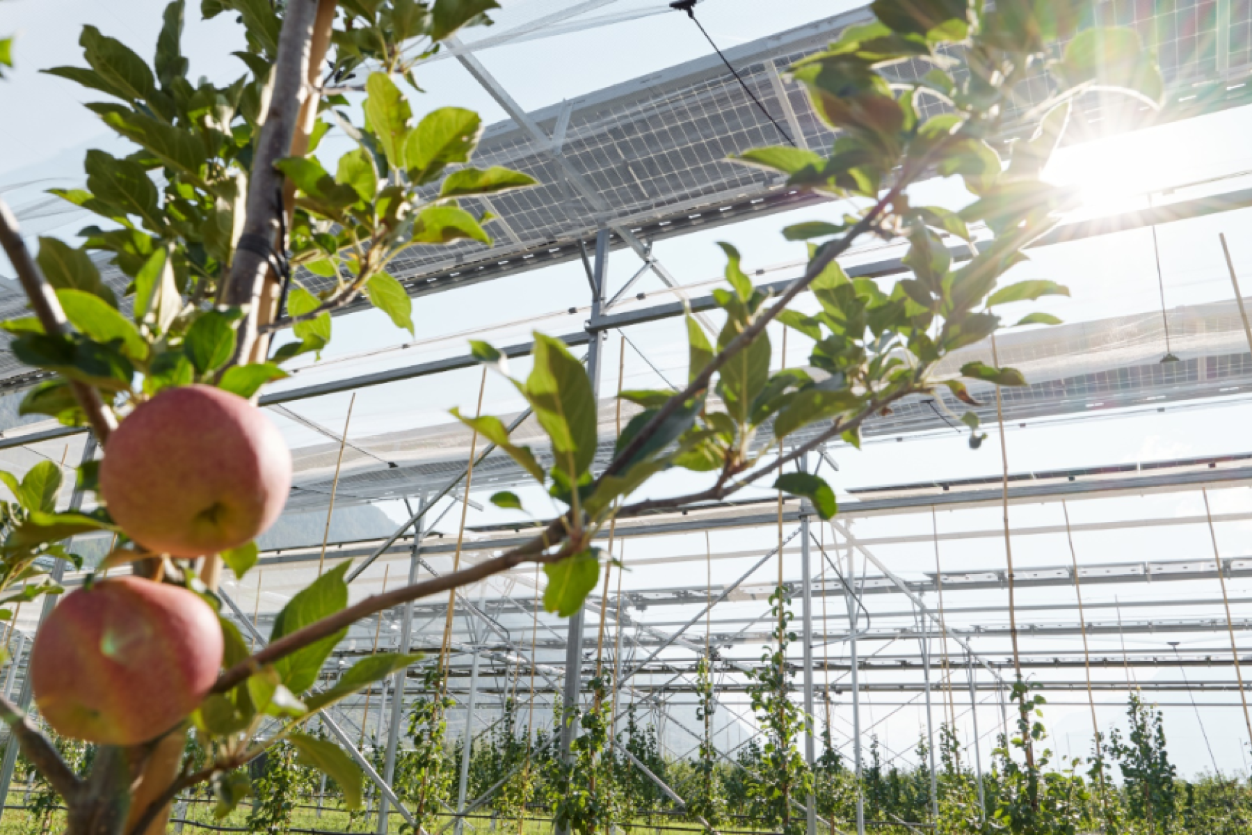Photovoltaik auf einer Gewächshausanlage für Äpfel