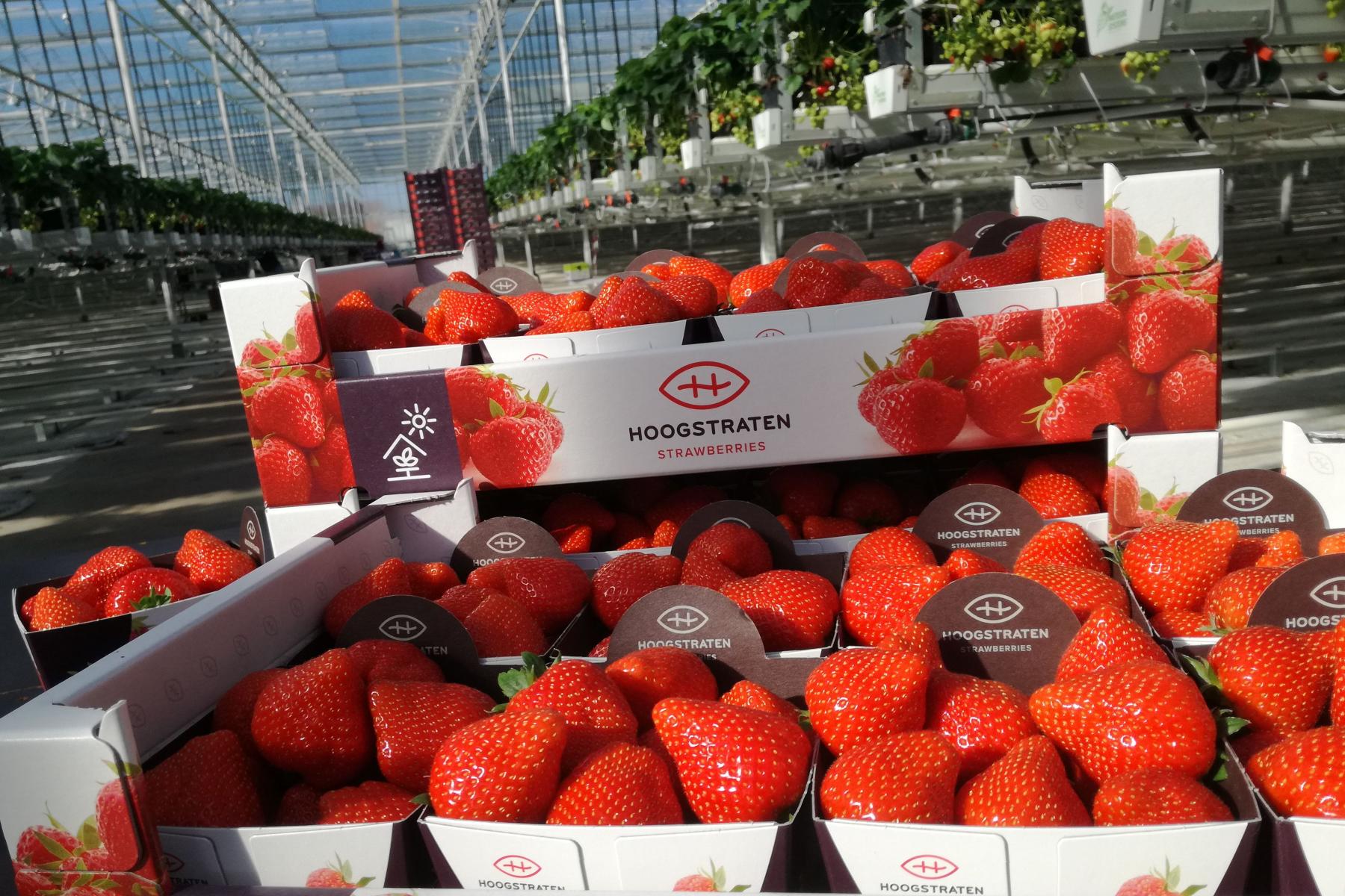 Erdbeeren in einer Steige