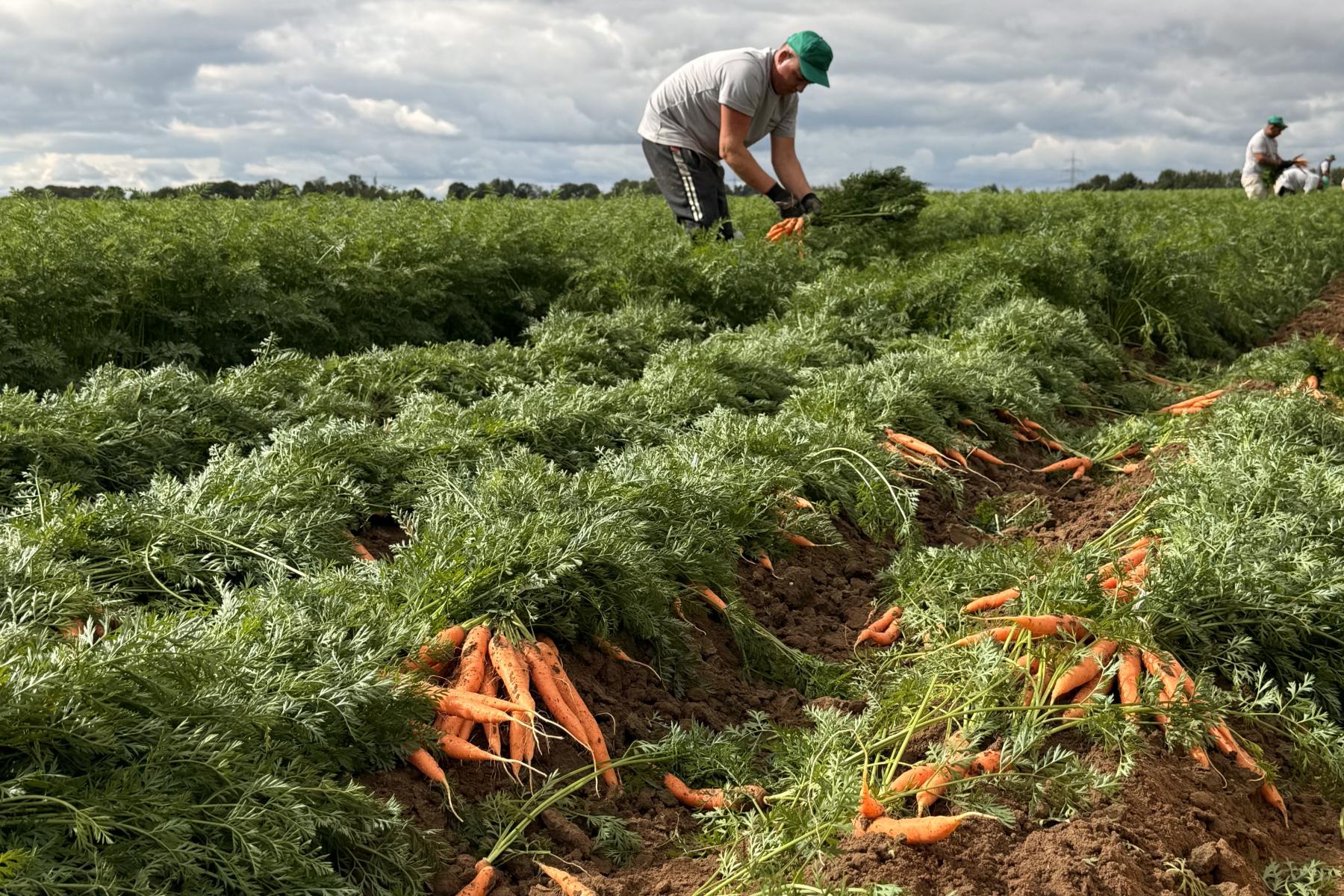 Mann erntet Möhren auf Feld