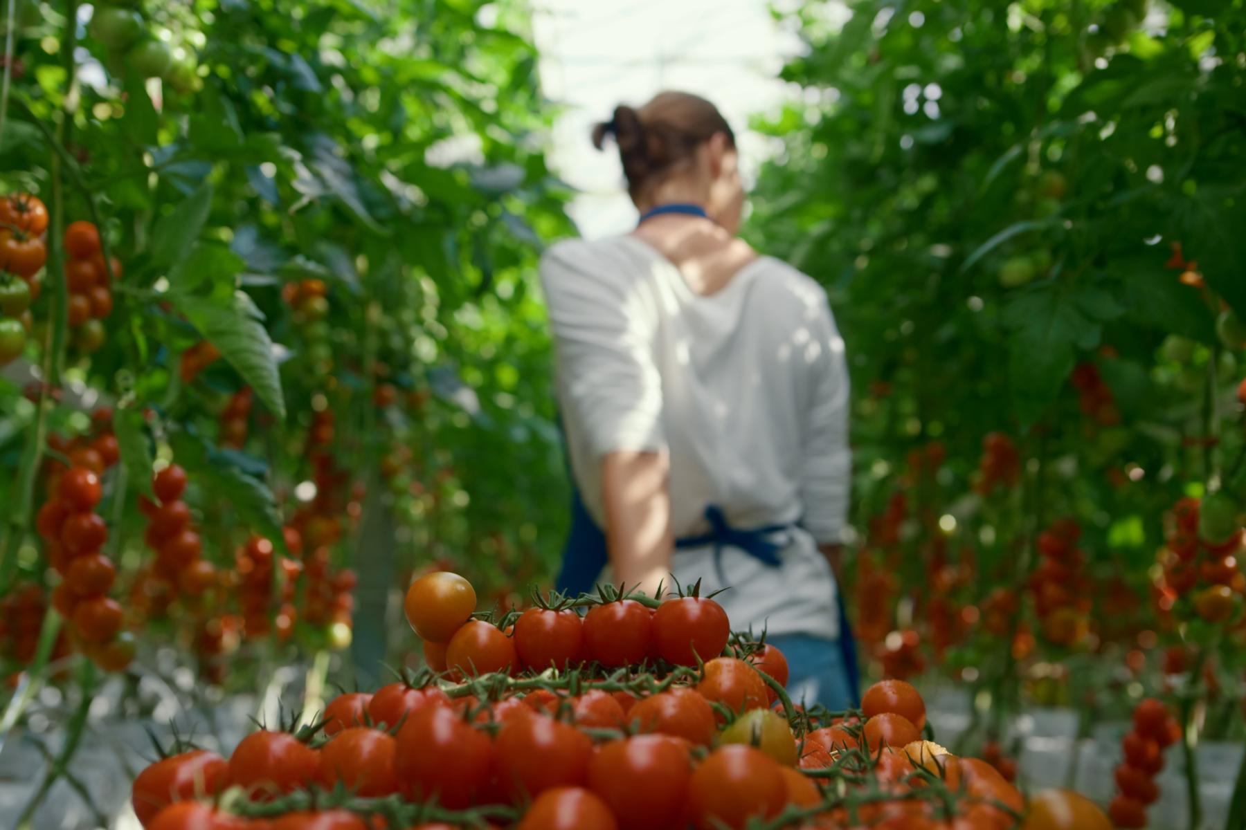 Frau zieht Kiste mit Tomaten im Gewächshaus